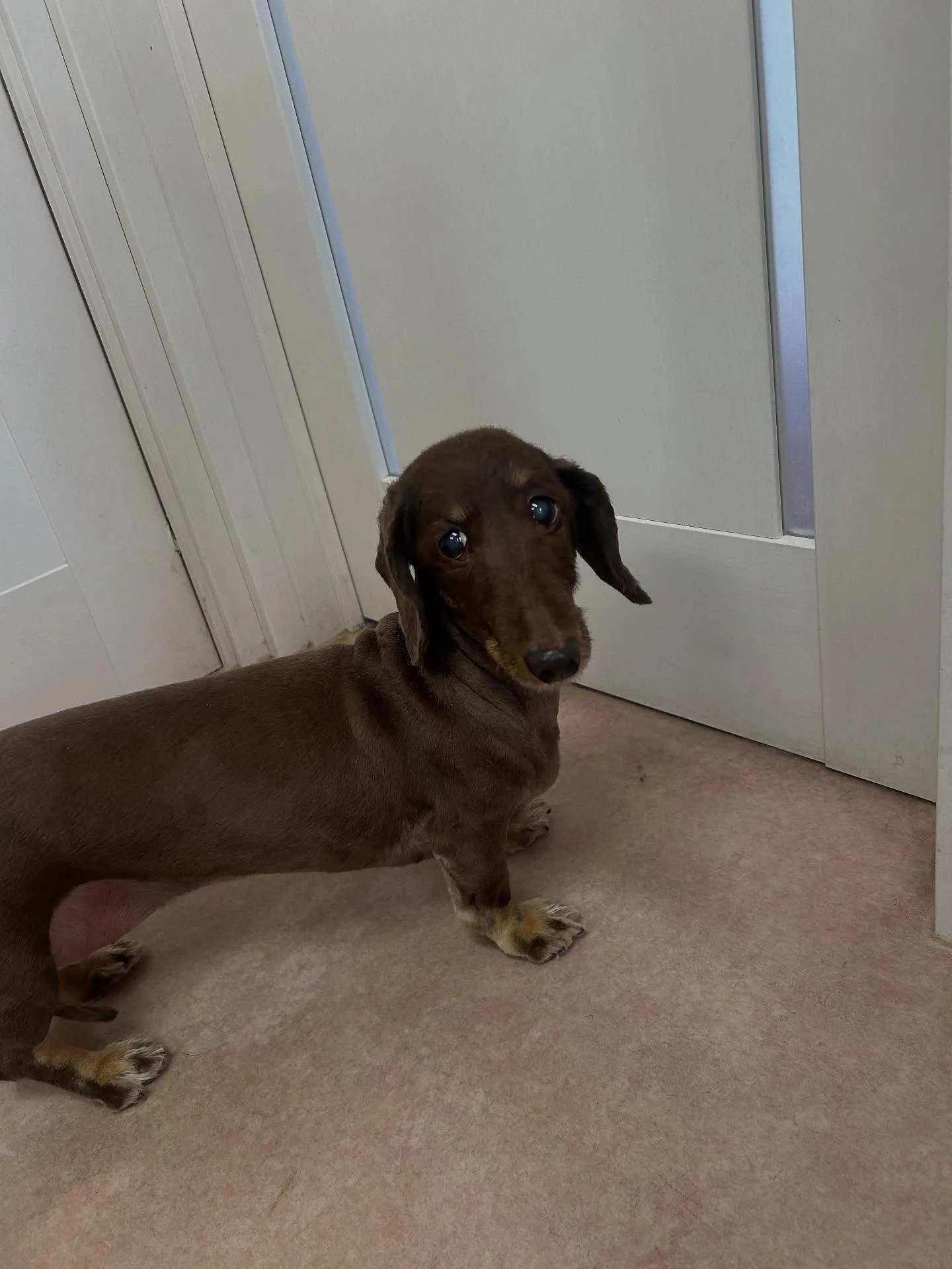 犬のトリミング✂️