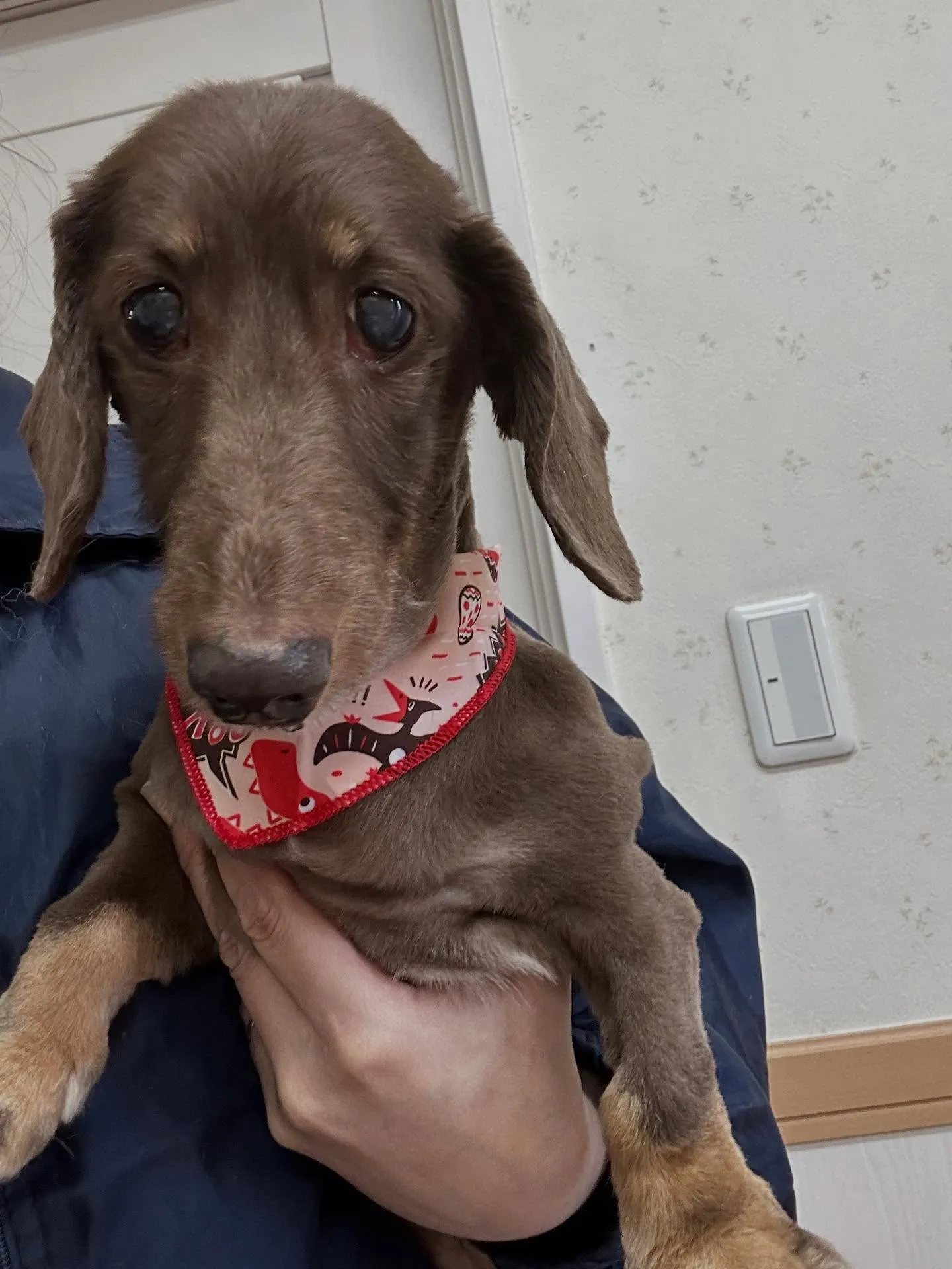 犬のトリミング✂️