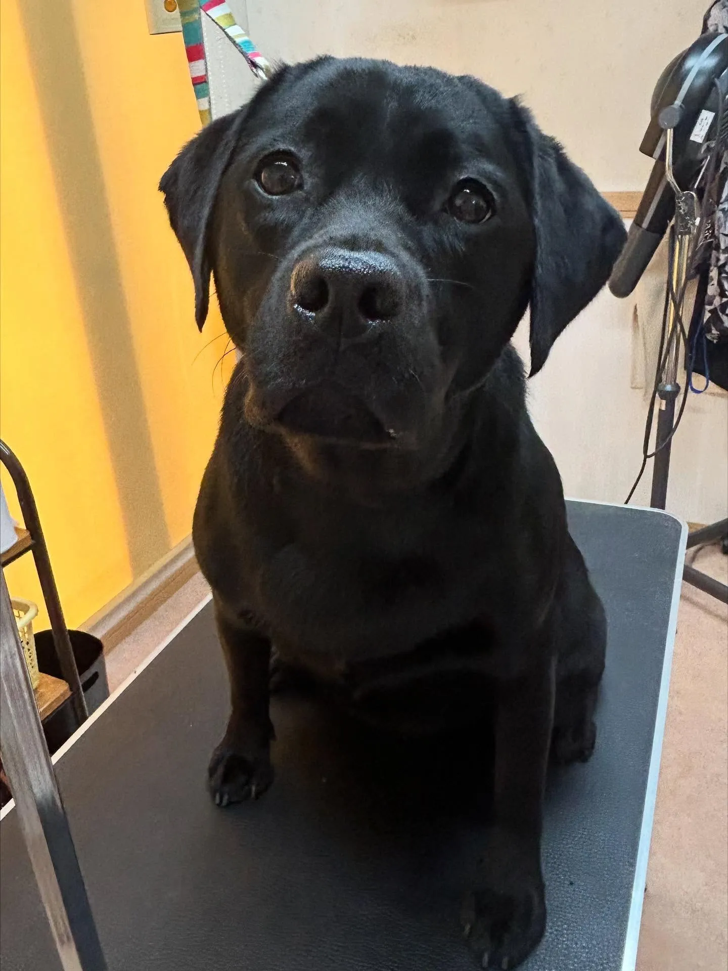 犬のシャンプー🫧