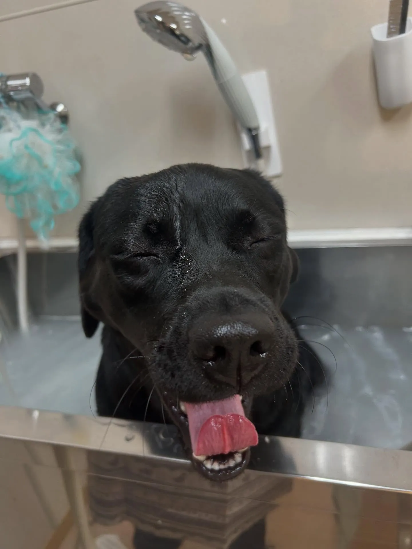 犬のシャンプー🫧