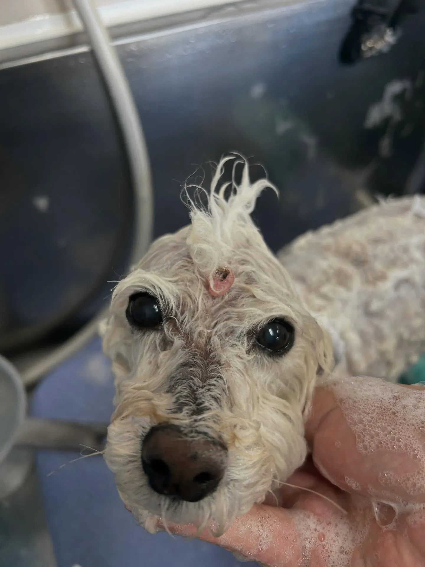 犬のシャンプー🫧