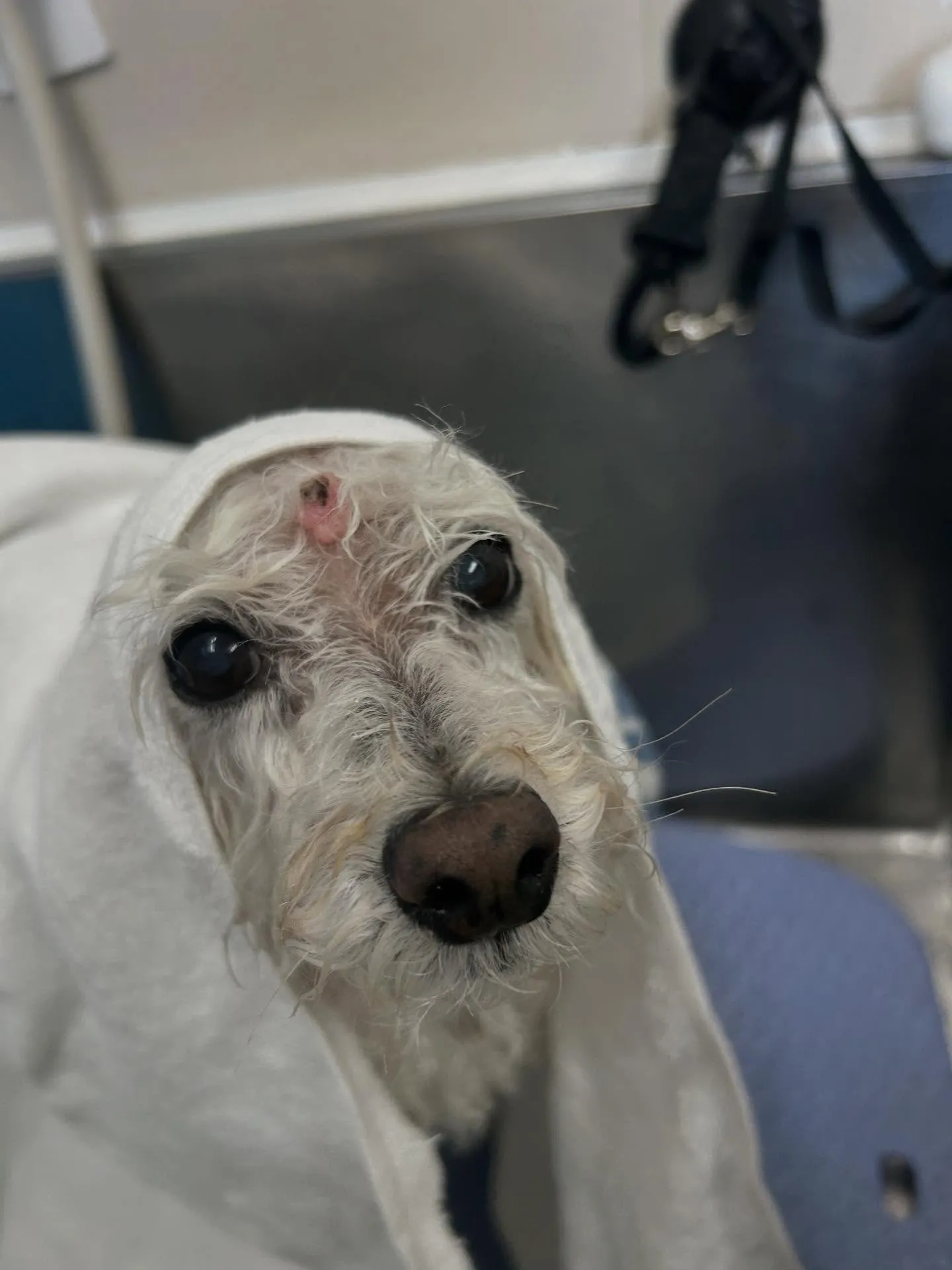 犬のシャンプー🫧