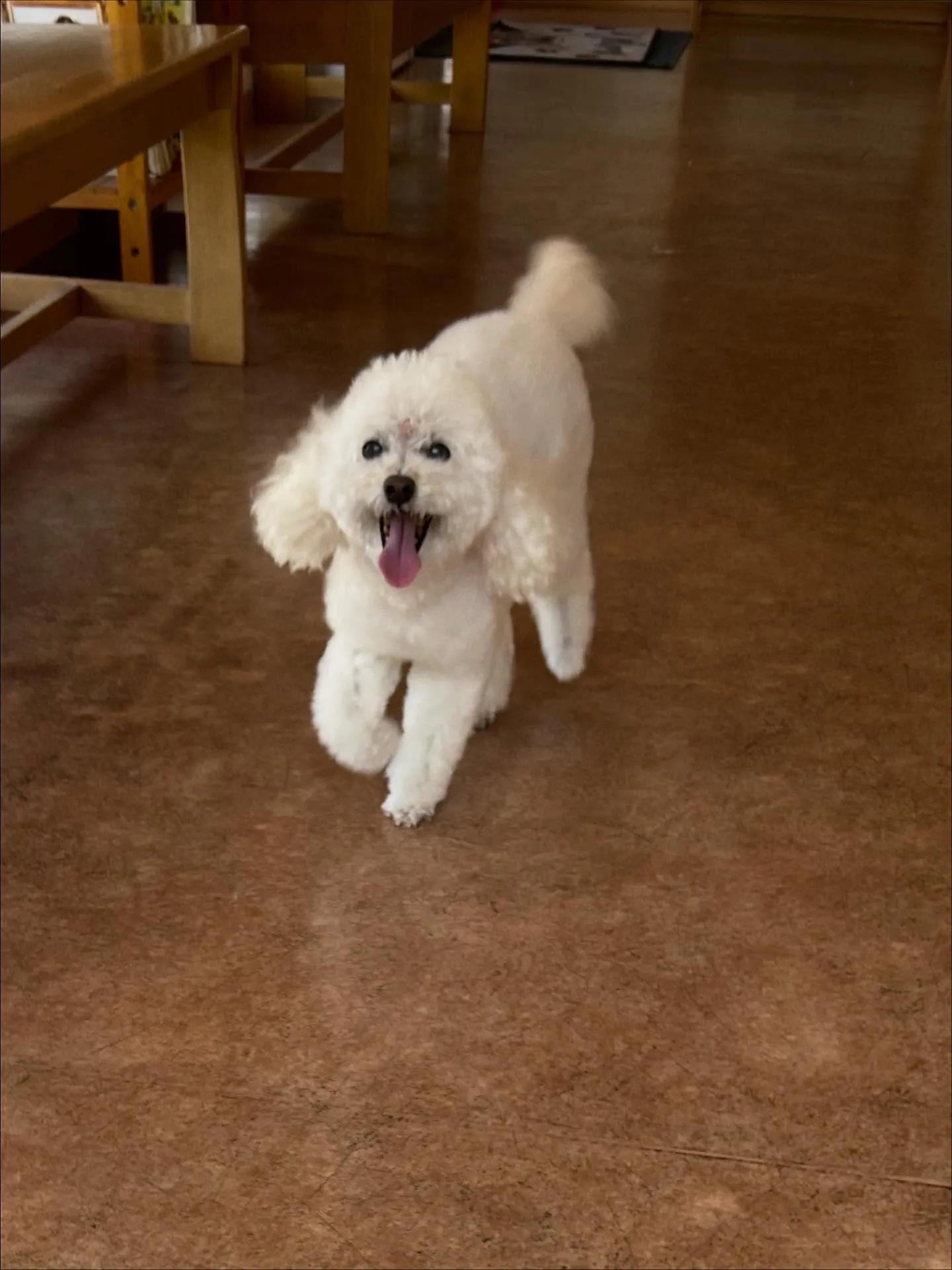 犬のシャンプー🫧