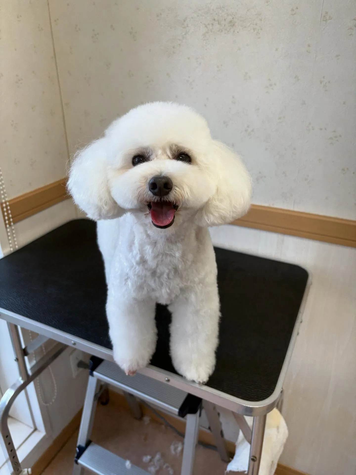 犬のトリミング✂️