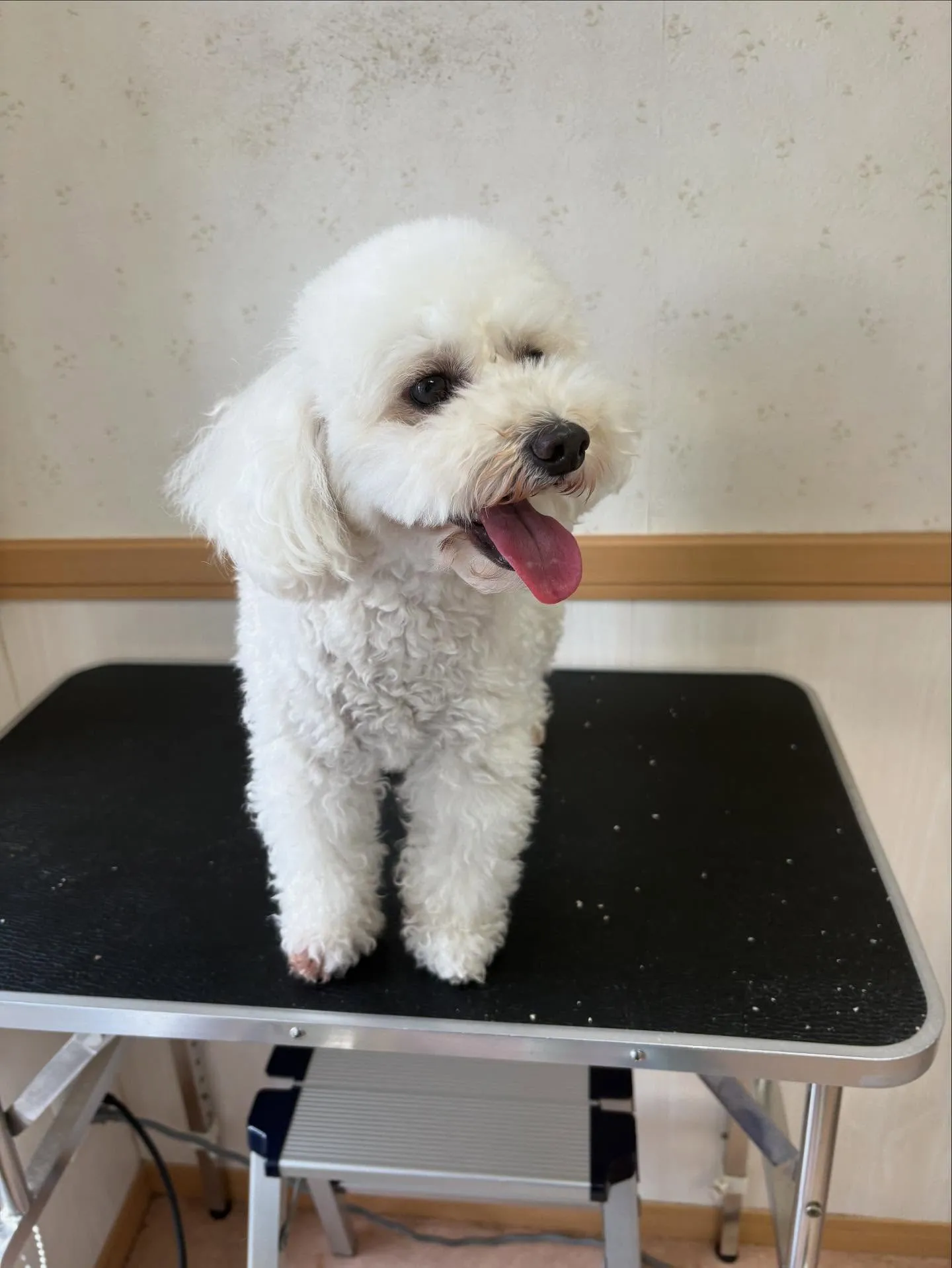 犬のトリミング✂️