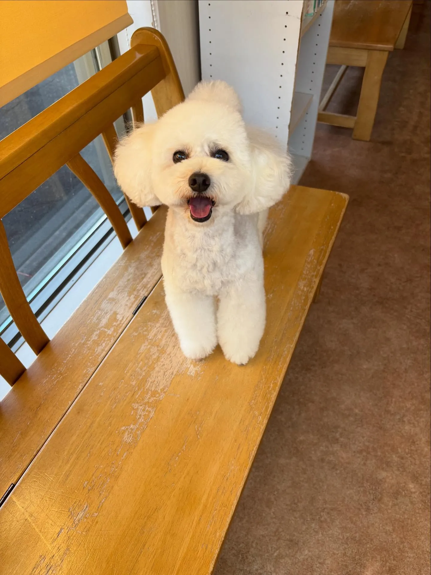 犬のトリミング✂️