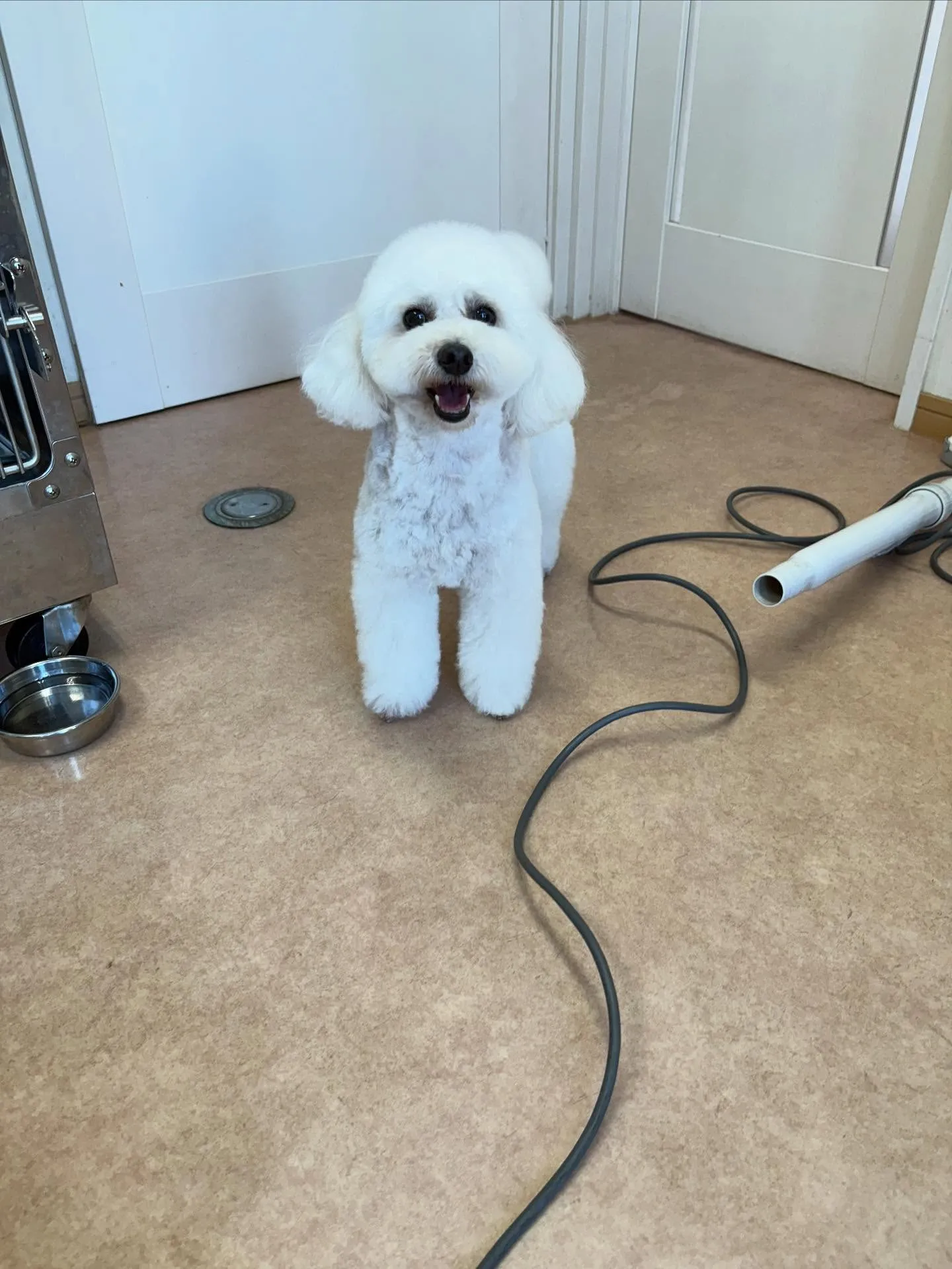 犬のトリミング✂️