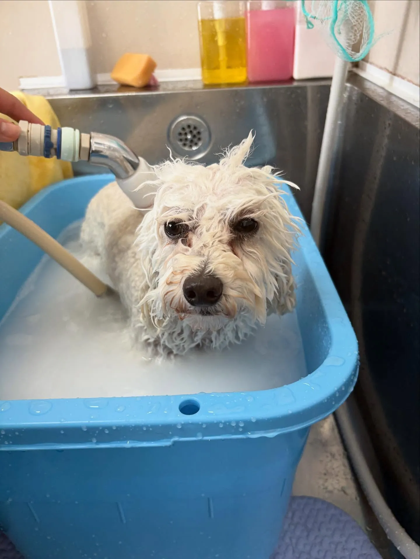 犬のトリミング✂️