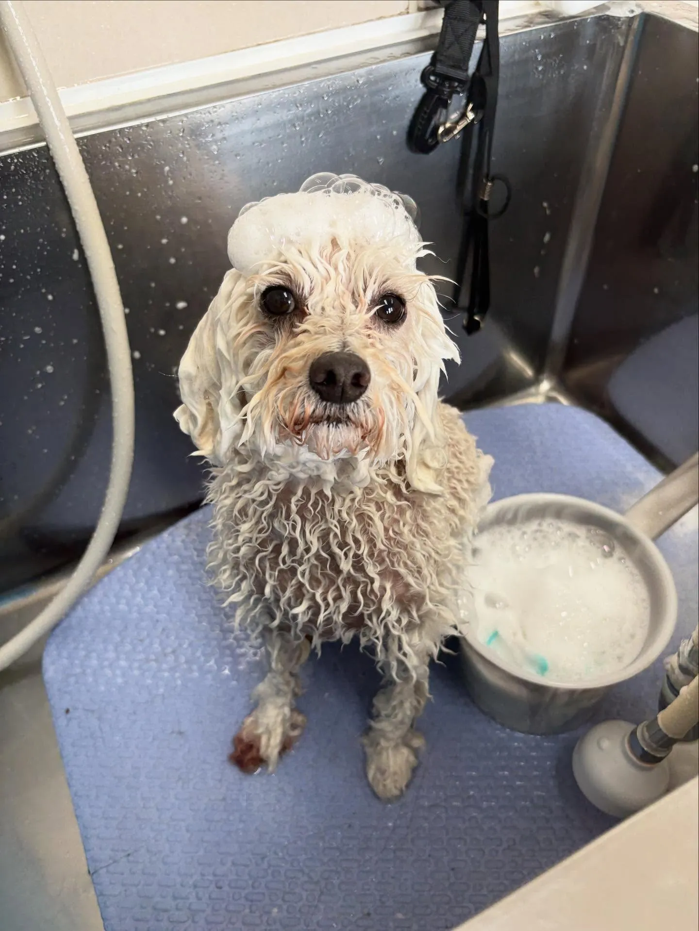 犬のトリミング✂️