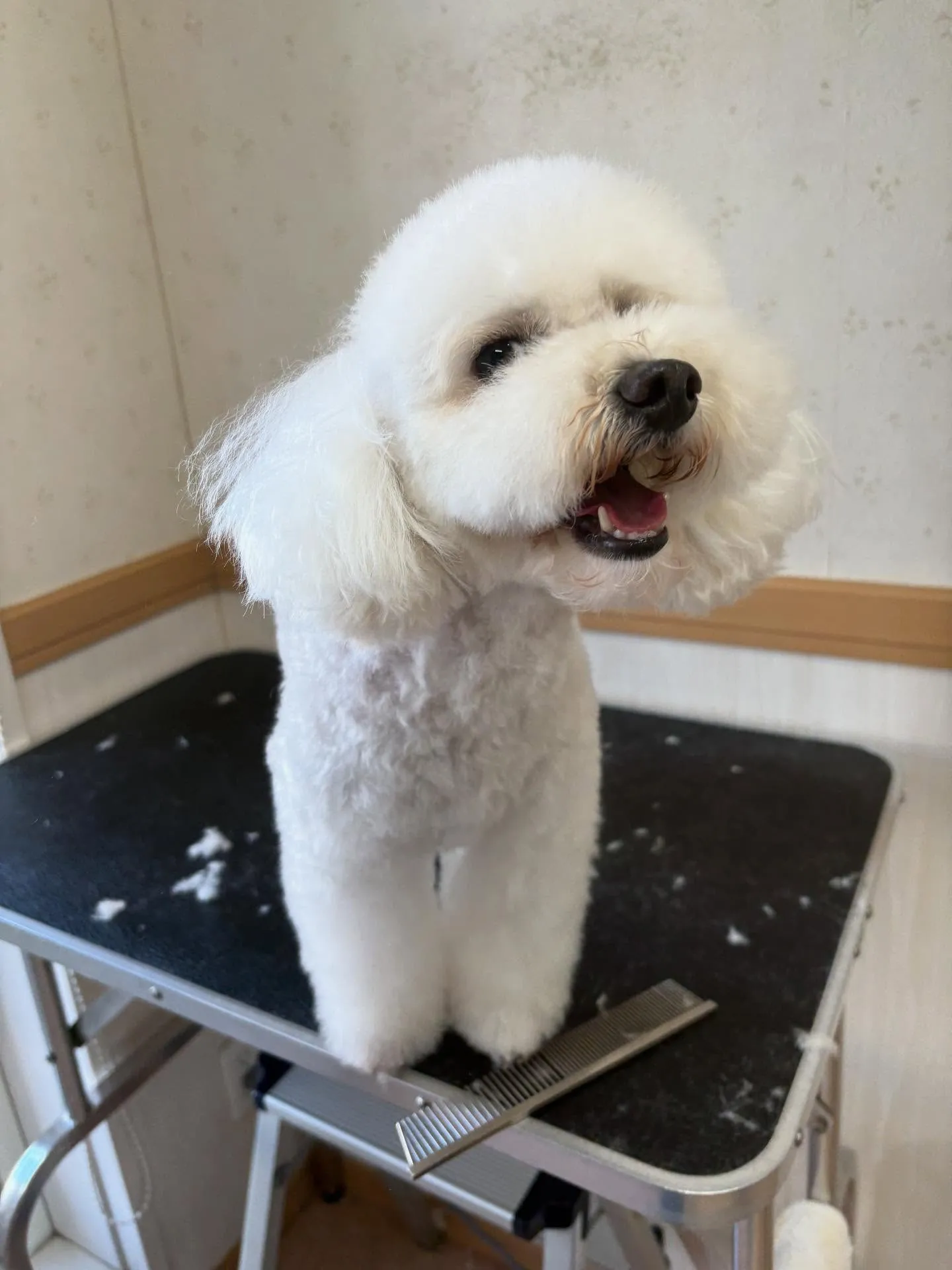 犬のトリミング✂️