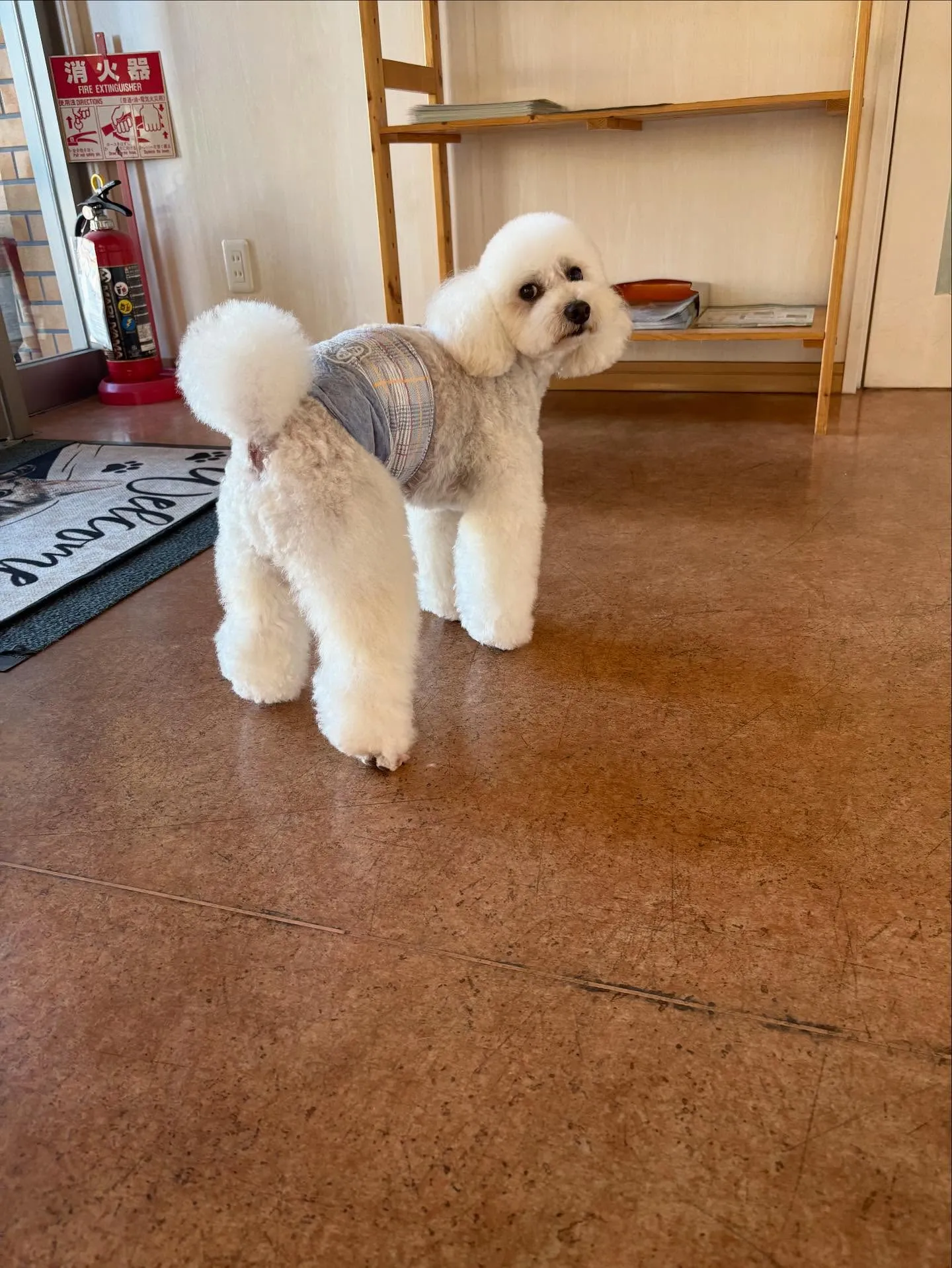 犬のトリミング✂️