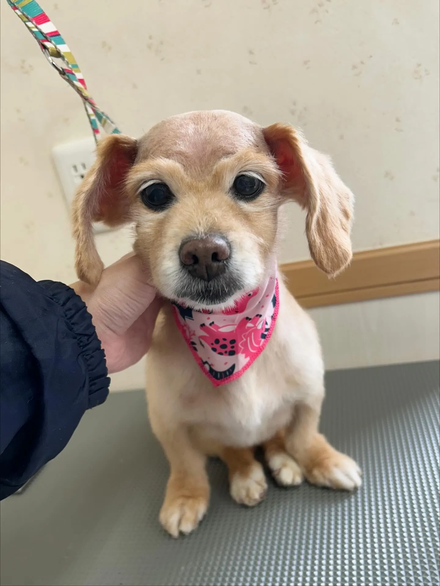 犬のシャンプー🫧