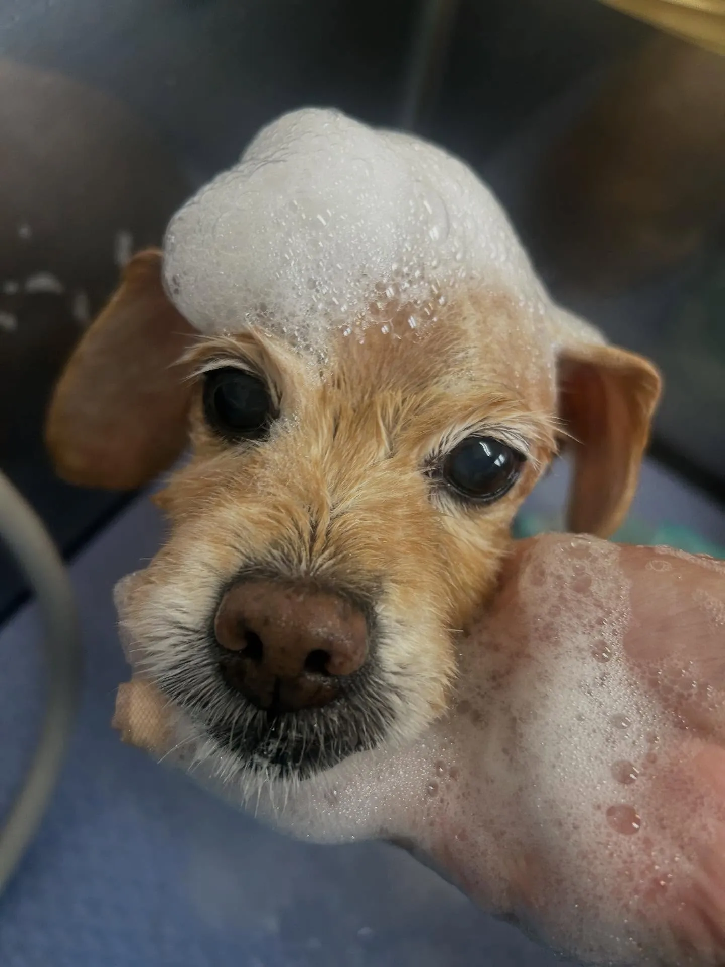 犬のシャンプー🫧