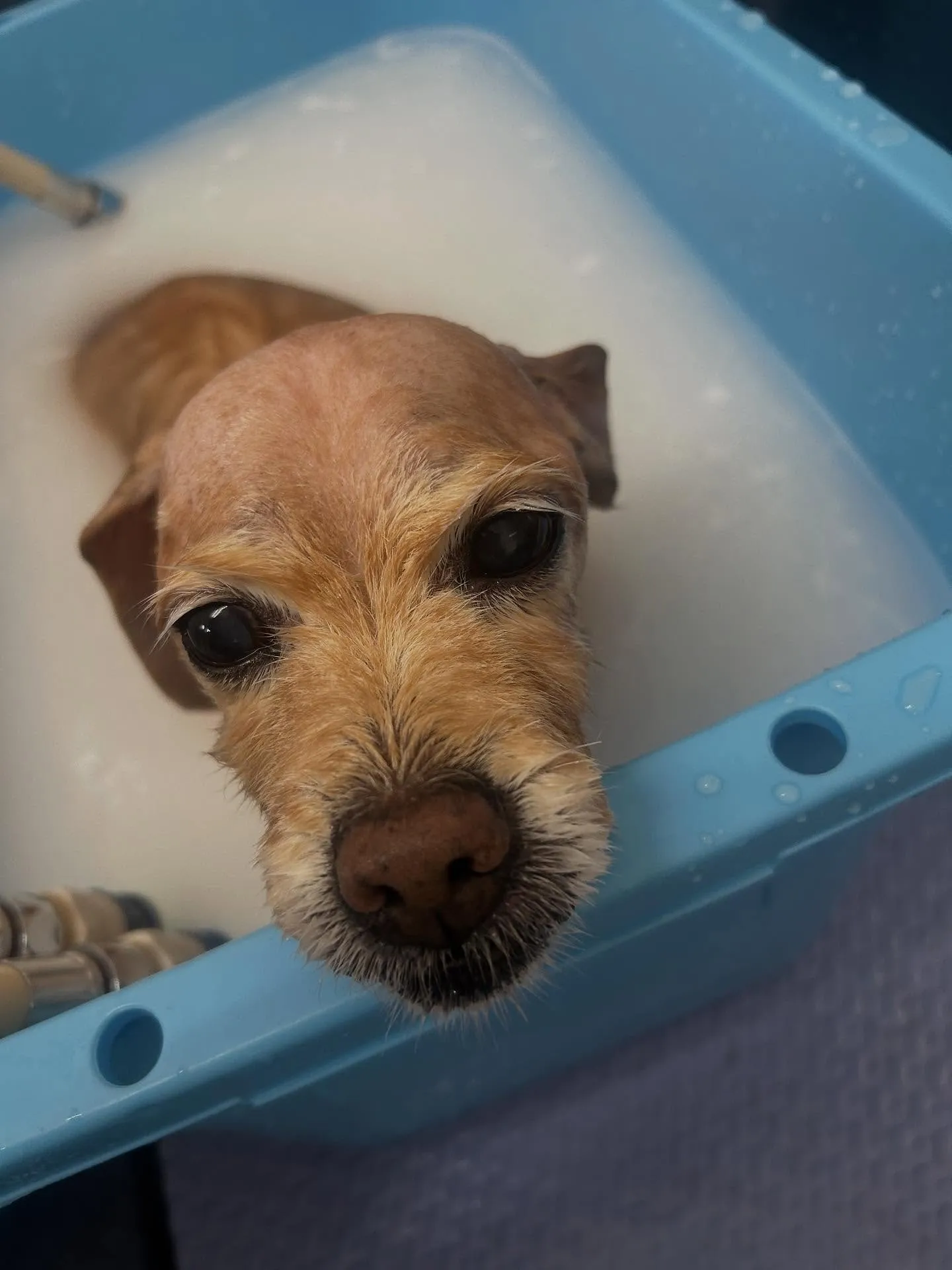 犬のシャンプー🫧