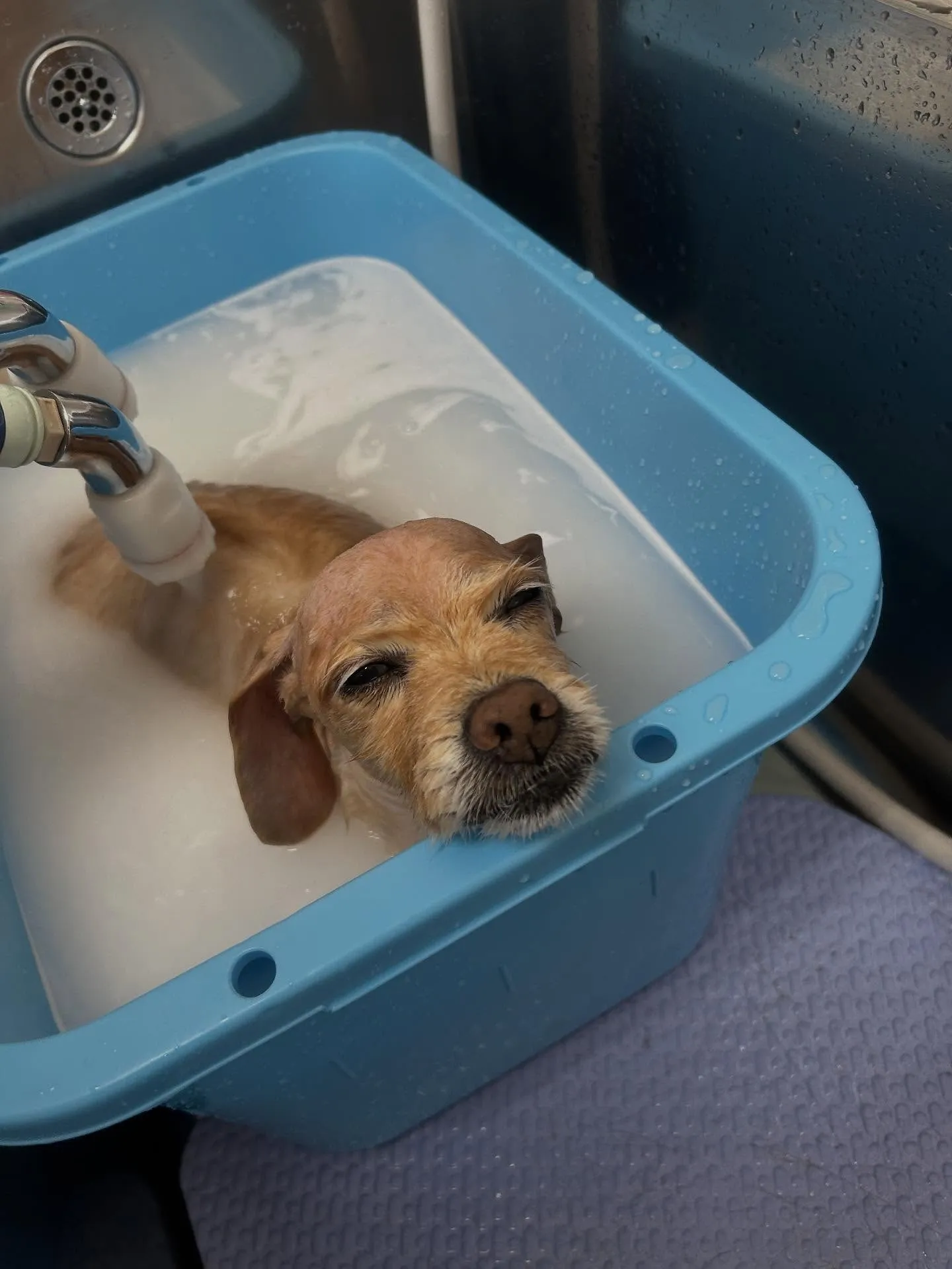 犬のシャンプー🫧