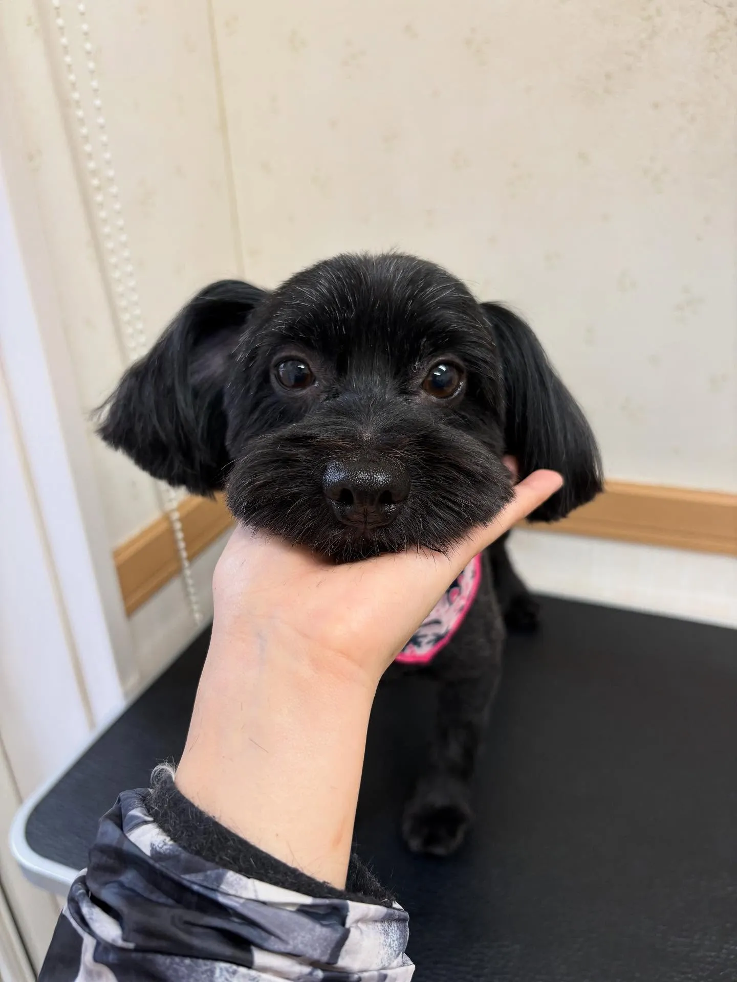 犬のトリミング✂️