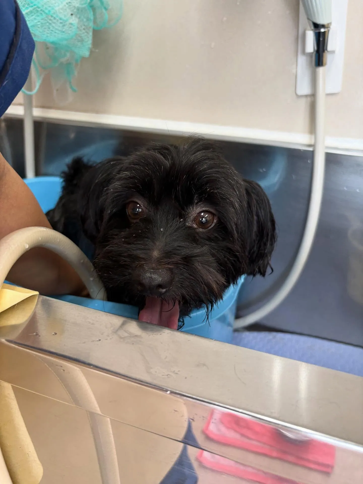 犬のトリミング✂️