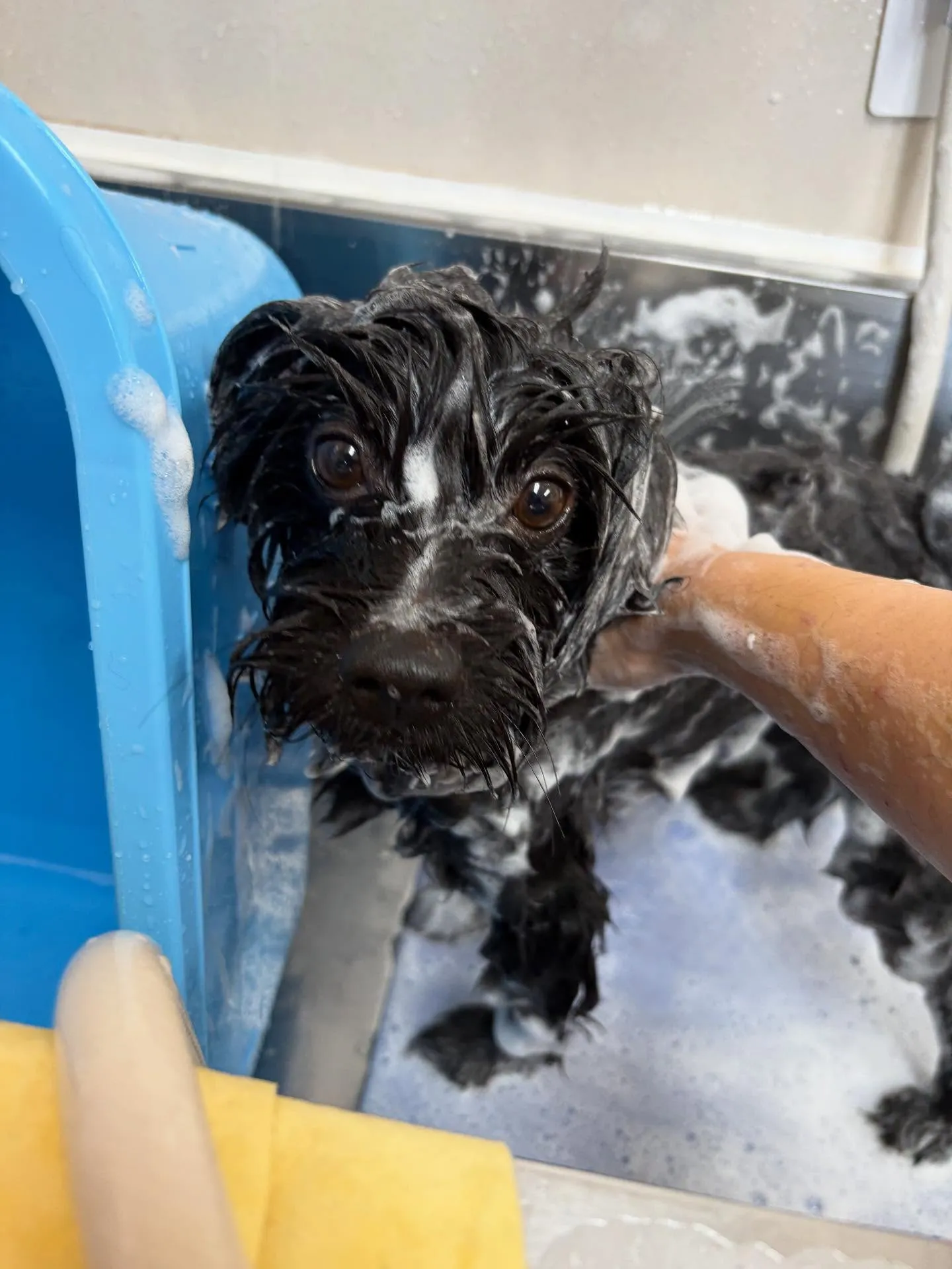 犬のトリミング✂️