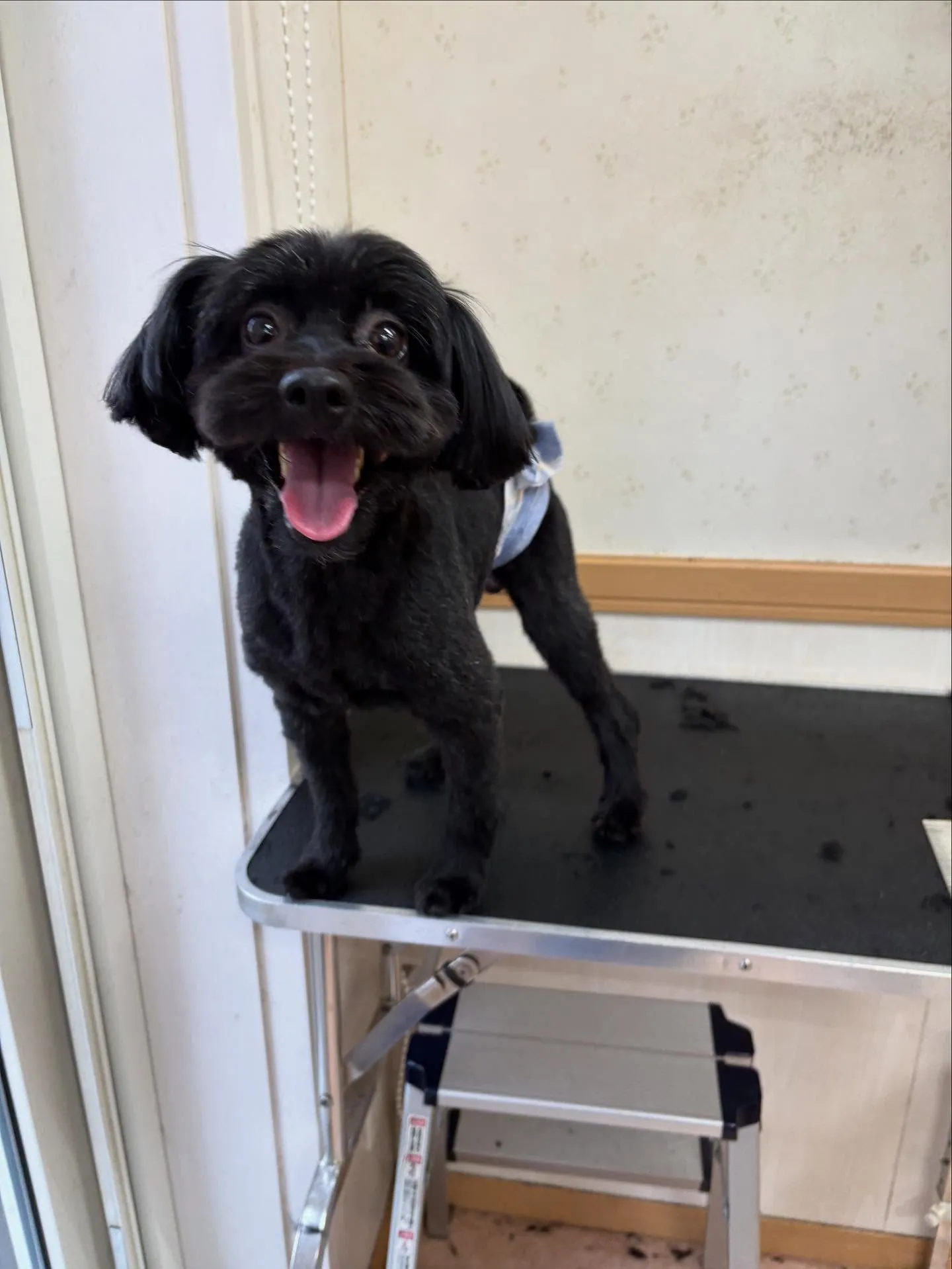 犬のトリミング✂️