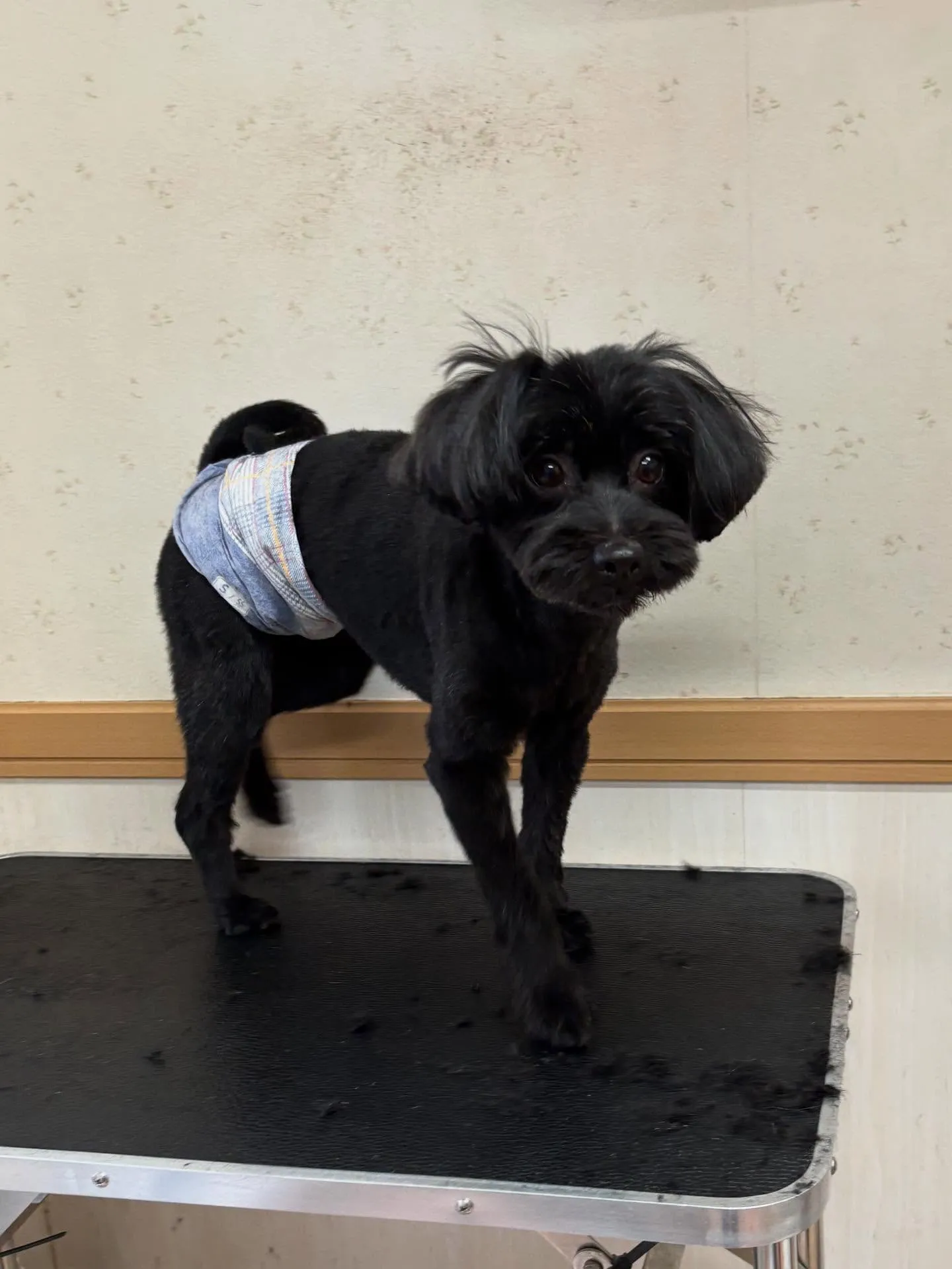 犬のトリミング✂️