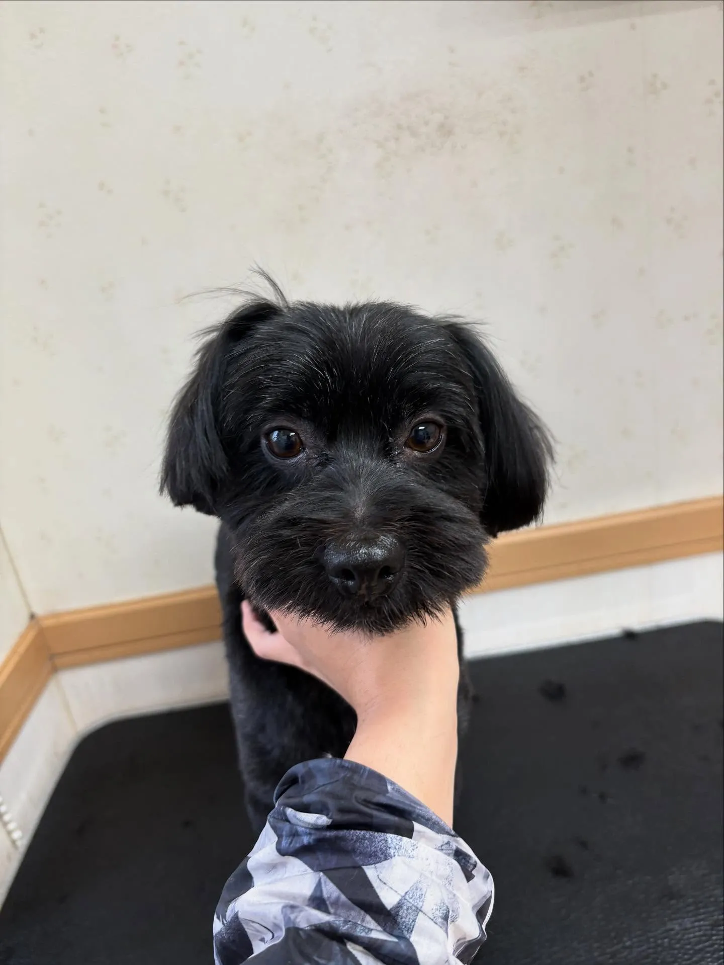 犬のトリミング✂️