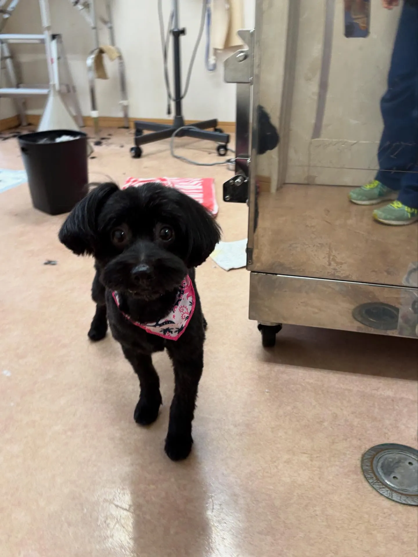犬のトリミング✂️