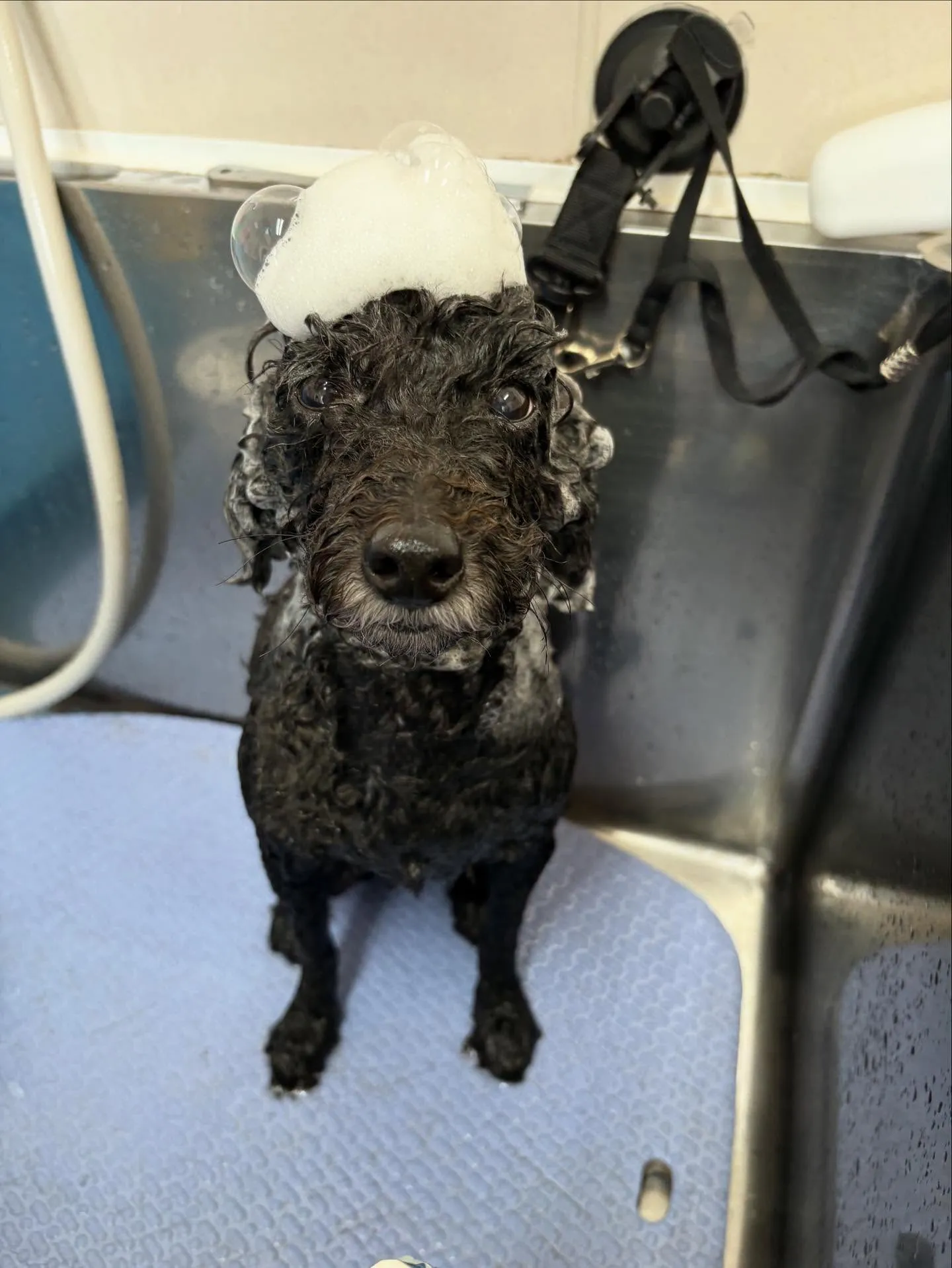 犬のトリミング✂️