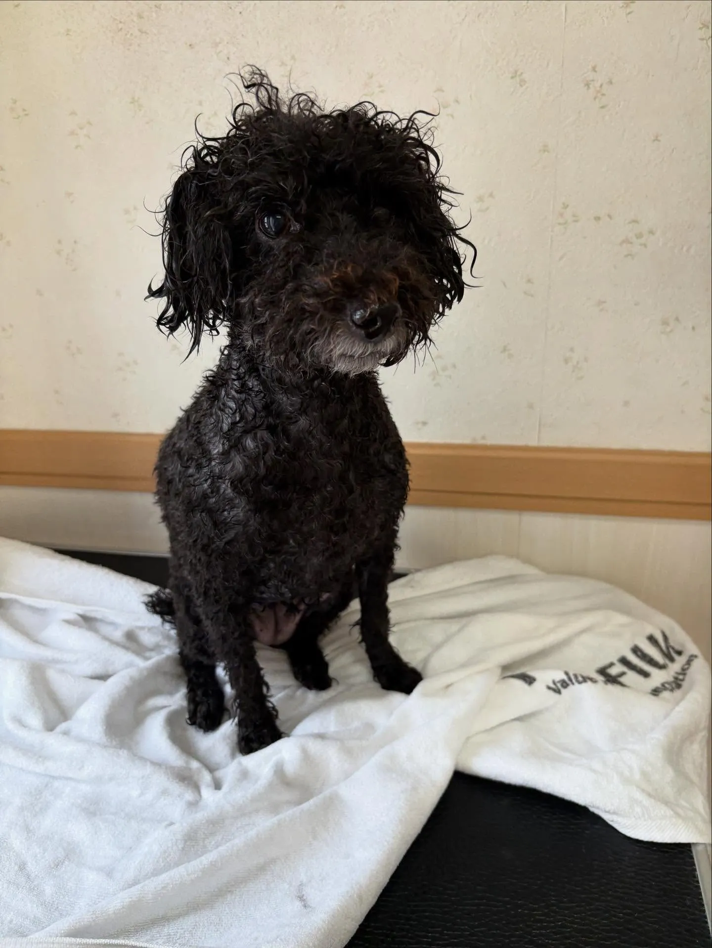 犬のトリミング✂️