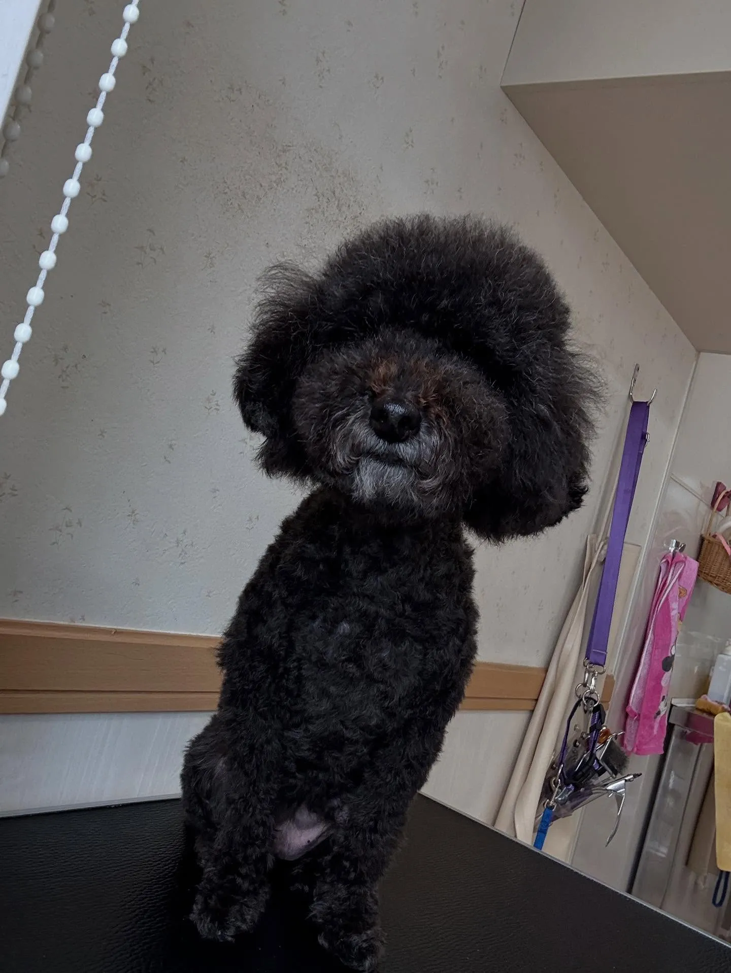 犬のトリミング✂️