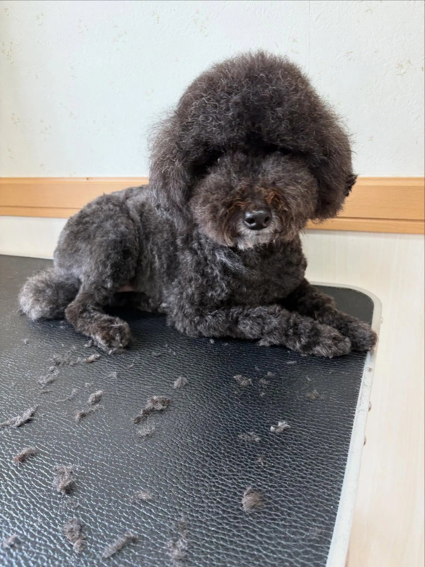 犬のトリミング✂️