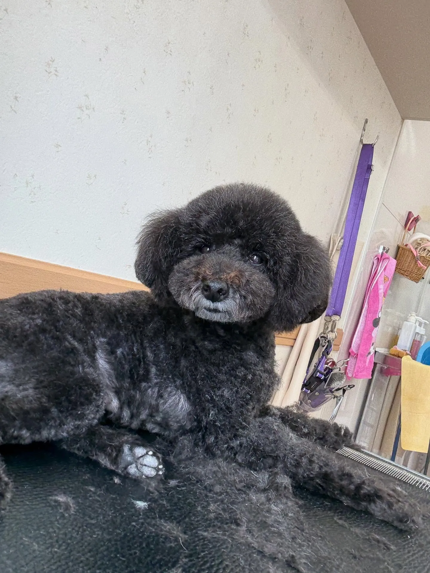 犬のトリミング✂️