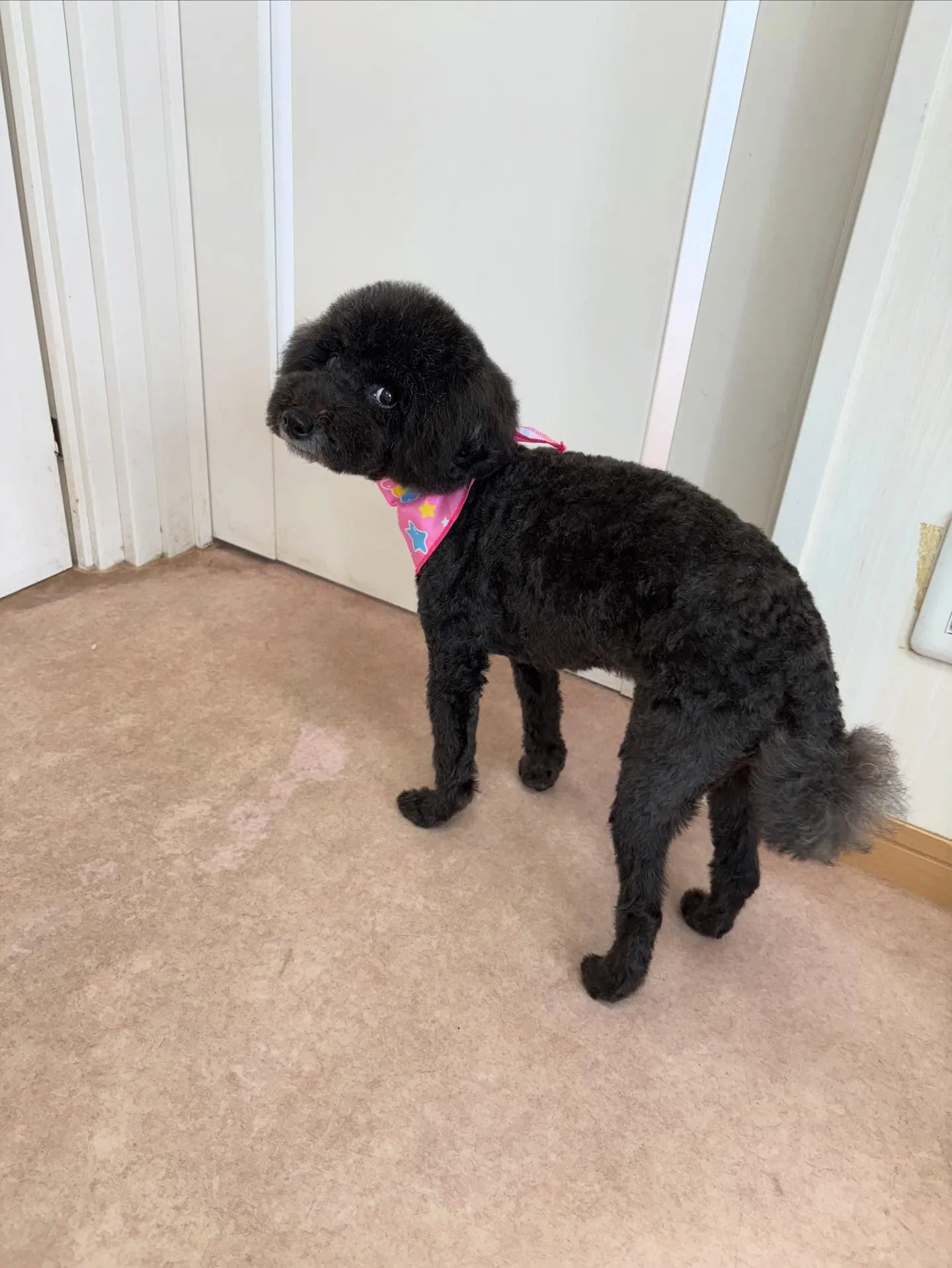犬のトリミング✂️