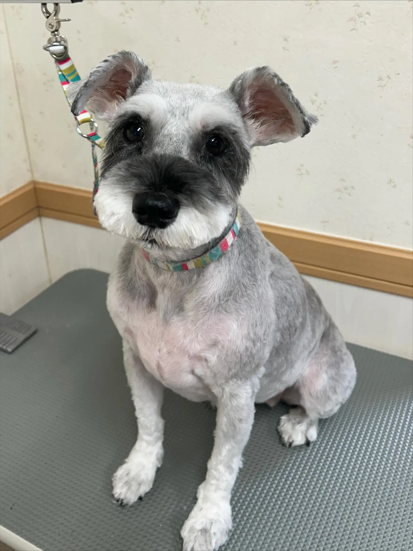 犬のトリミング✂️