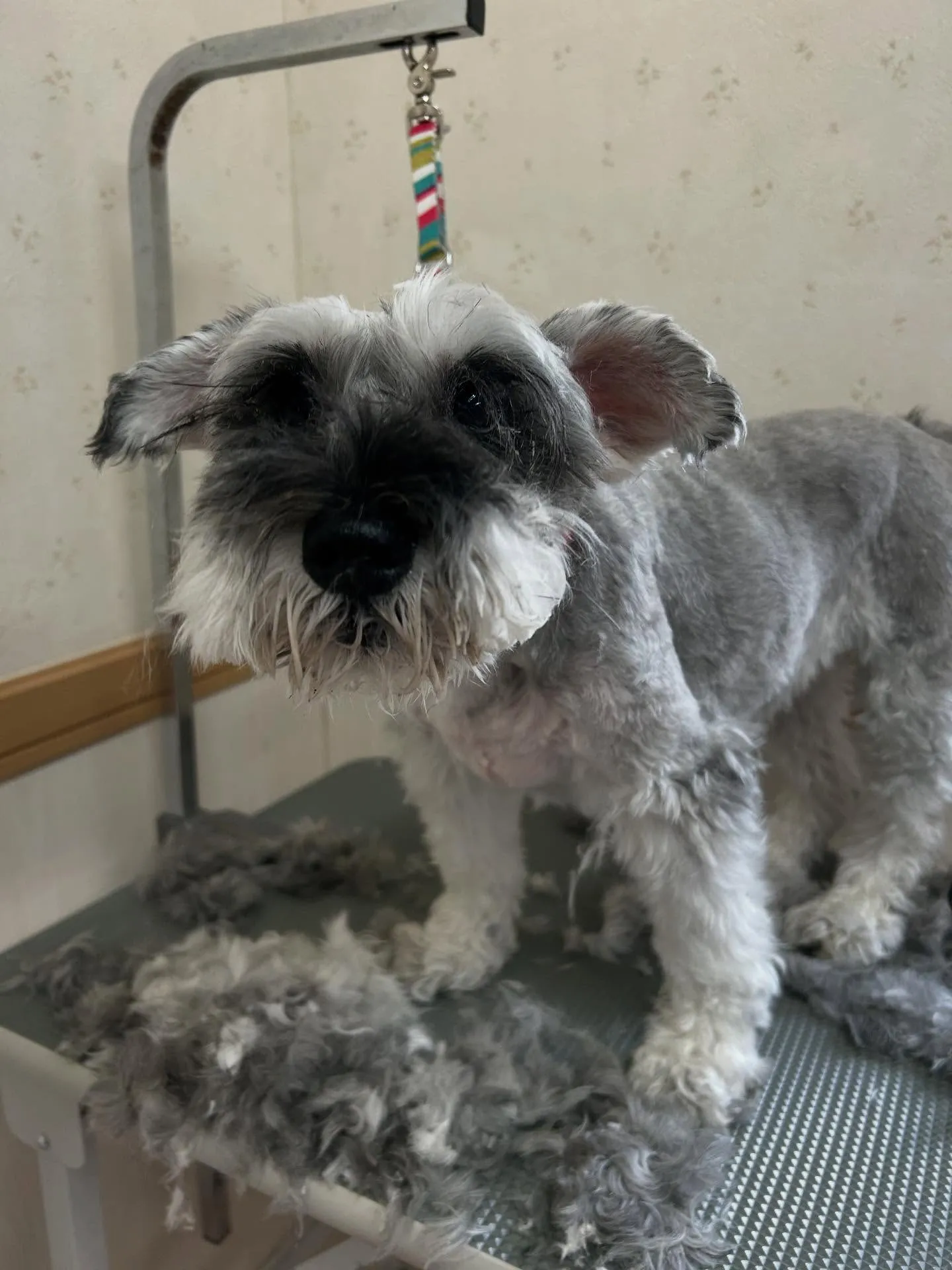 犬のトリミング✂️
