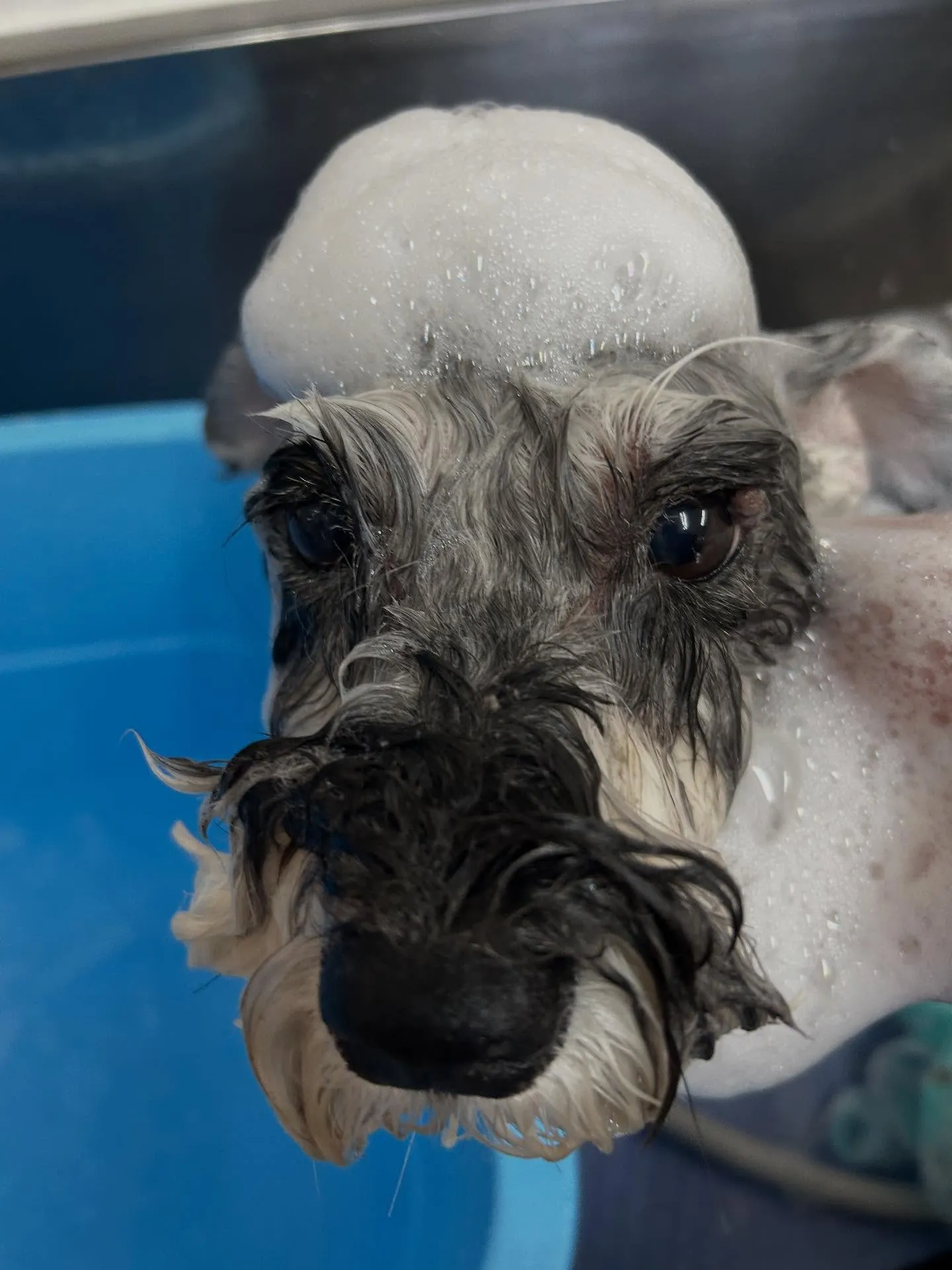 犬のトリミング✂️