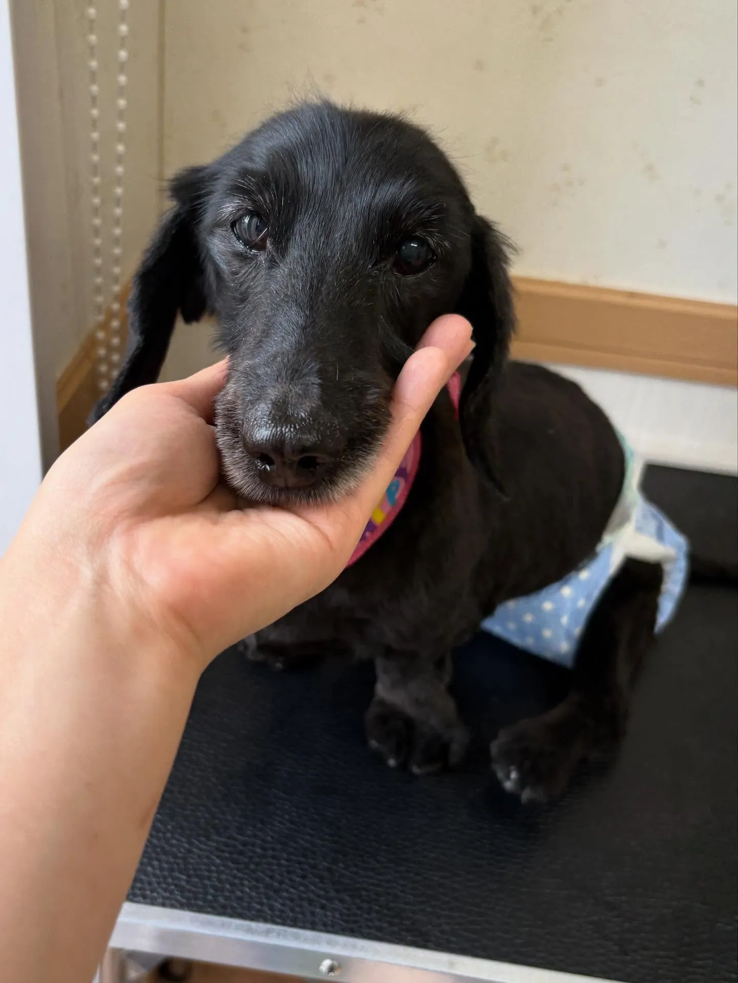 犬のトリミング✂️