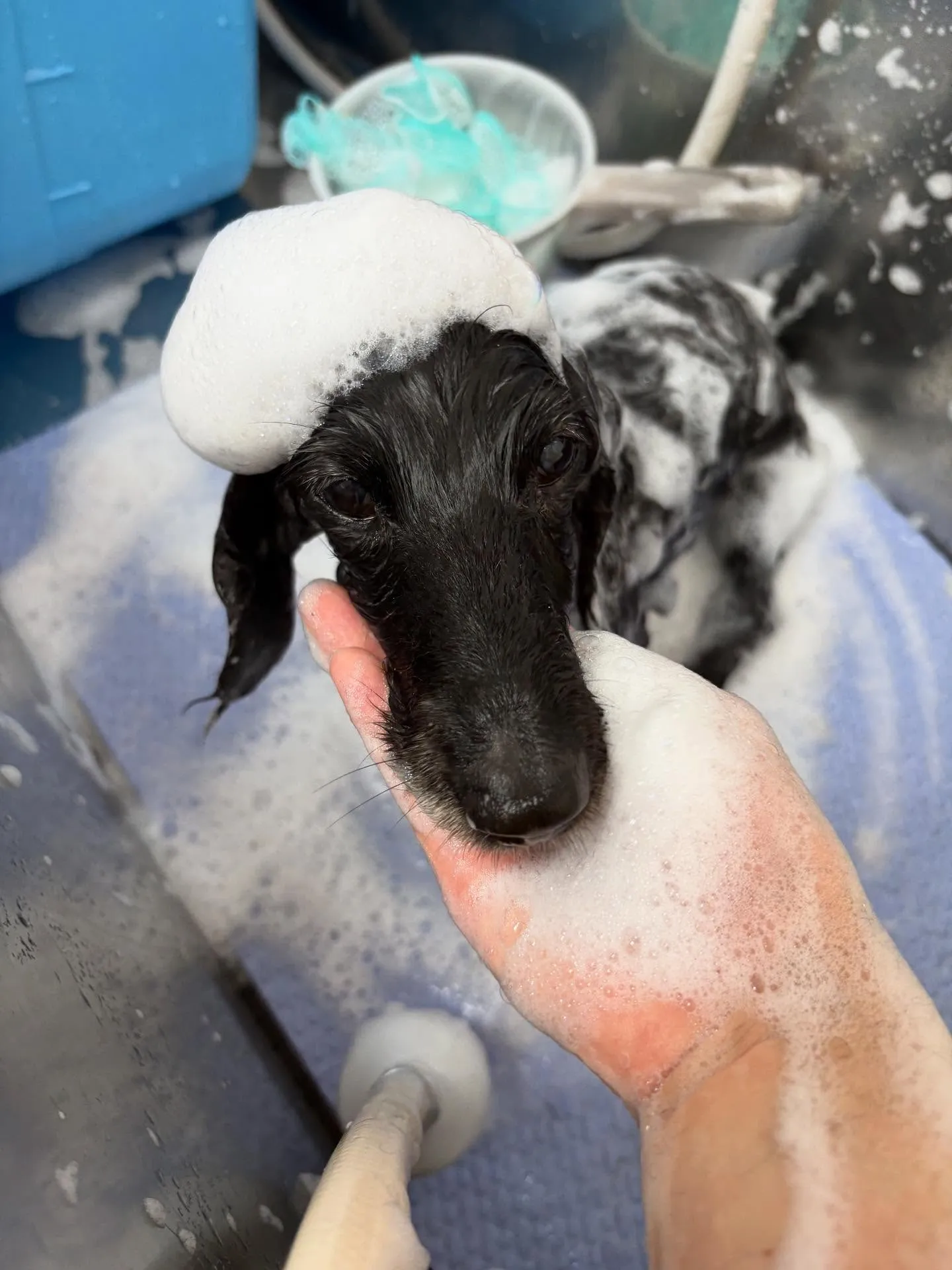 犬のトリミング✂️