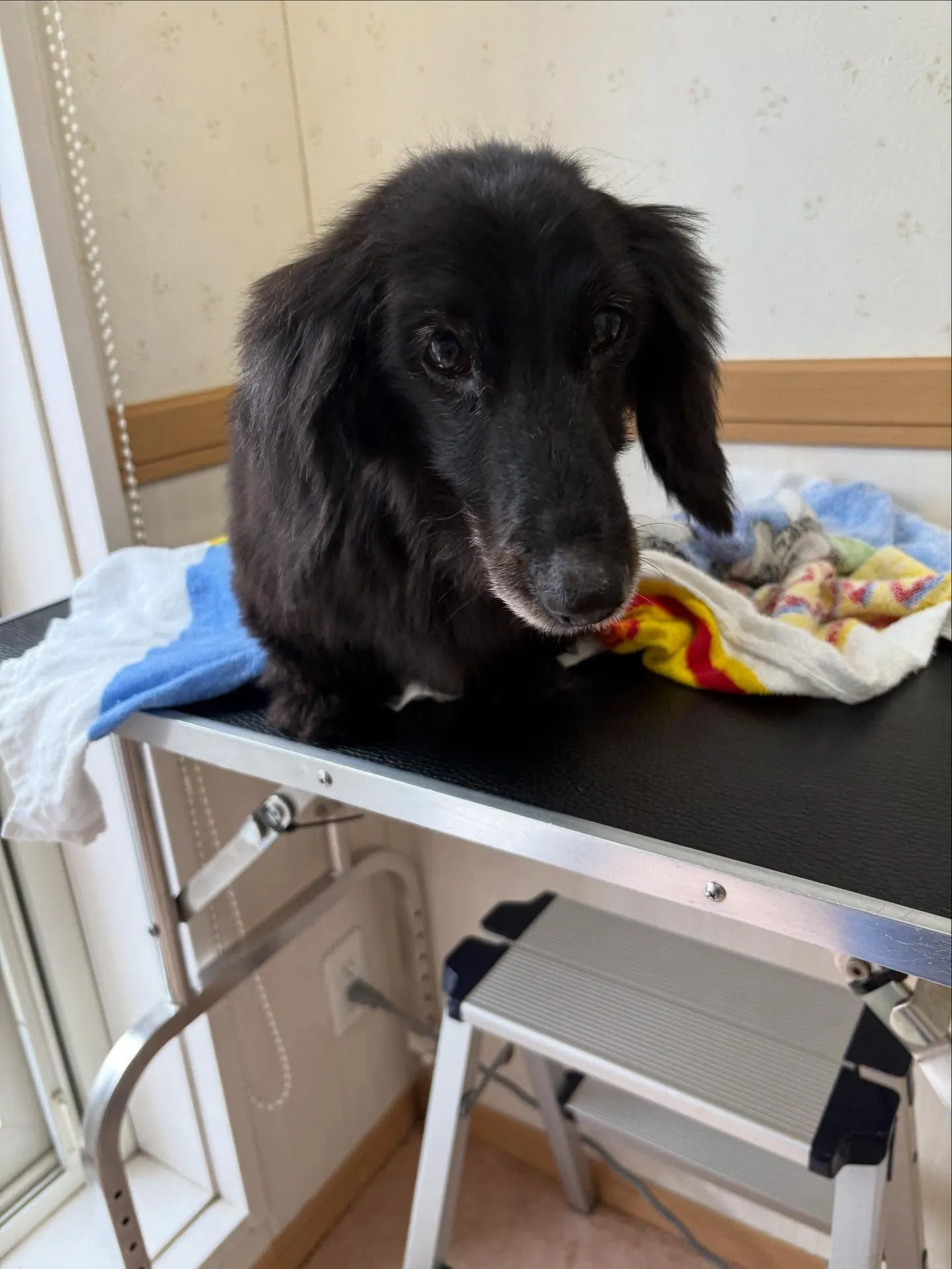 犬のトリミング✂️