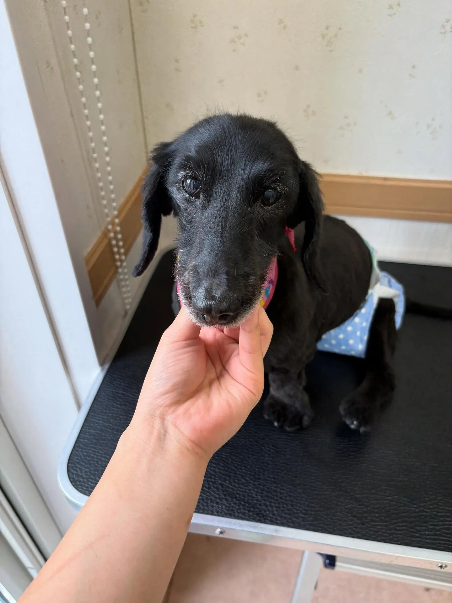 犬のトリミング✂️