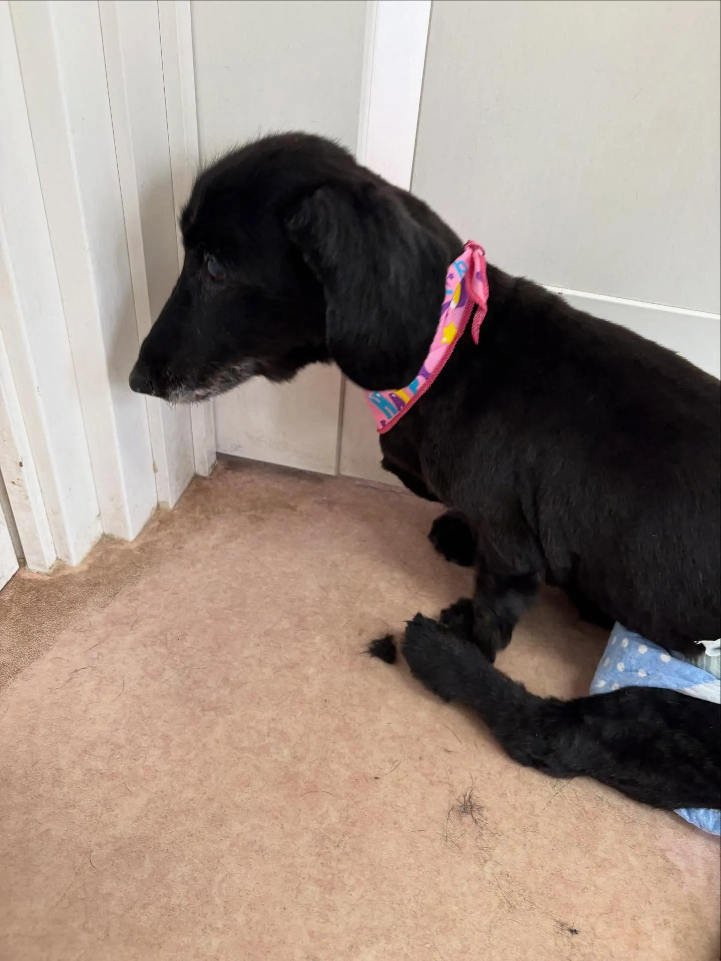 犬のトリミング✂️