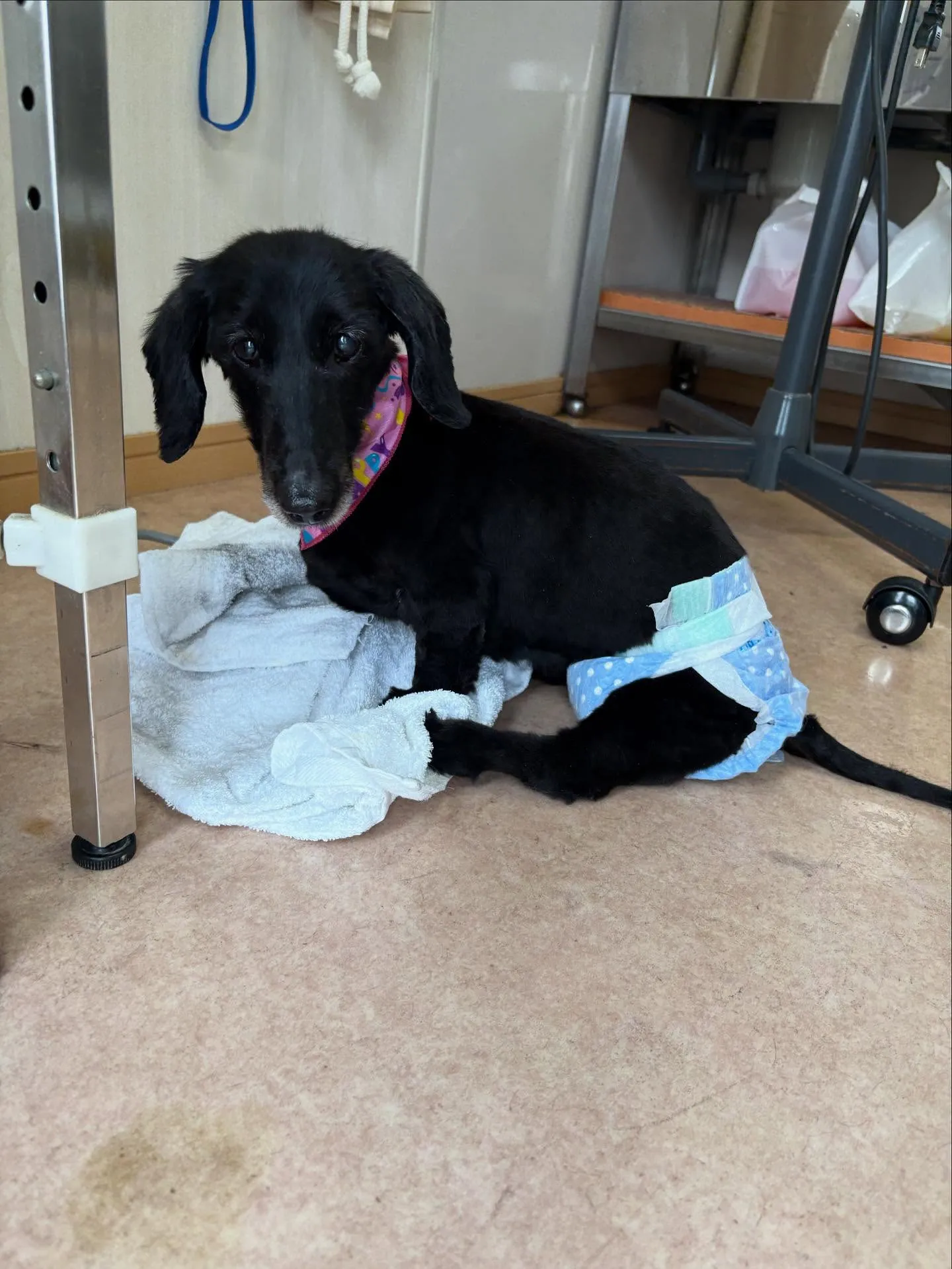 犬のトリミング✂️