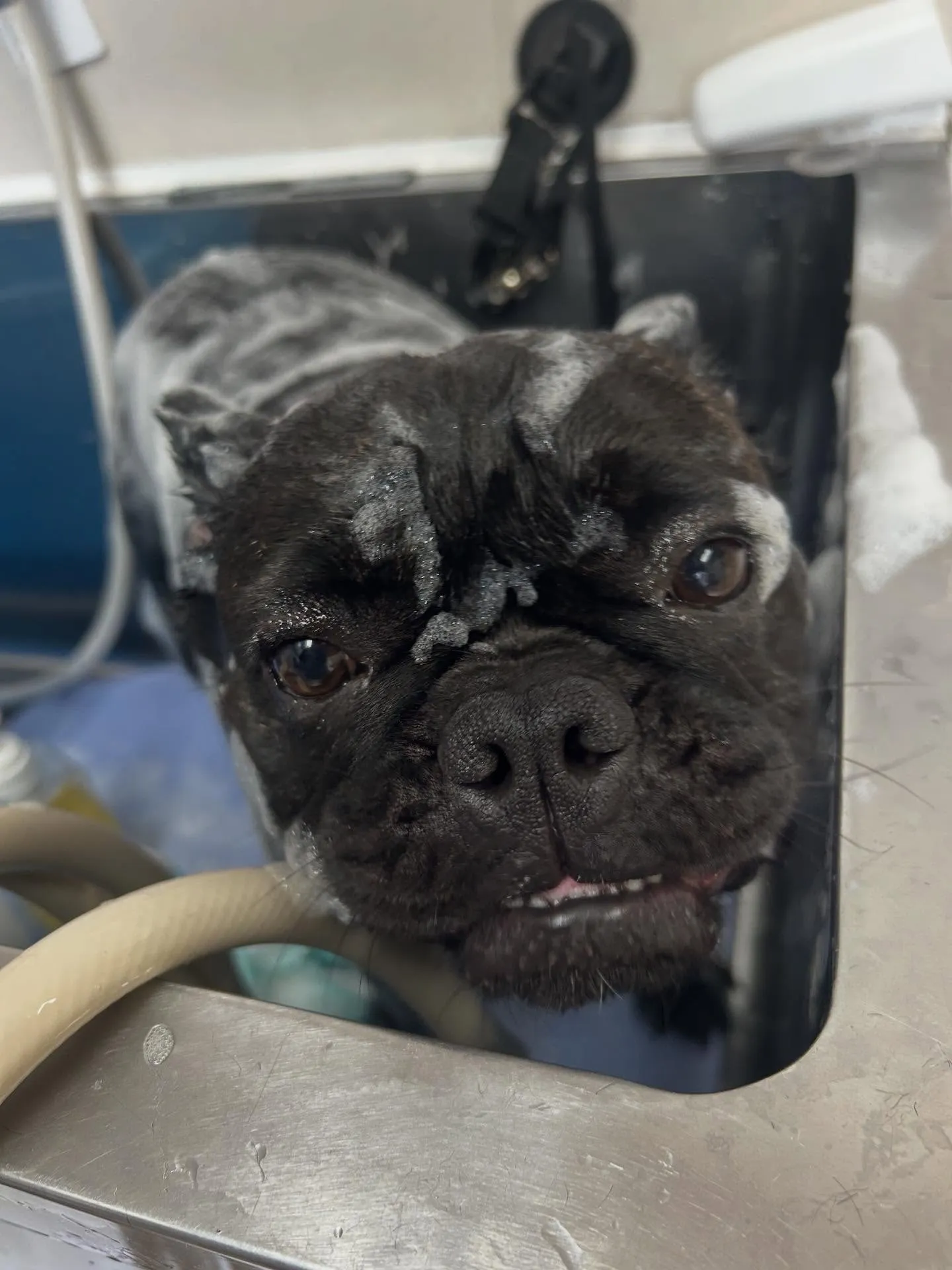 犬のシャンプー🫧