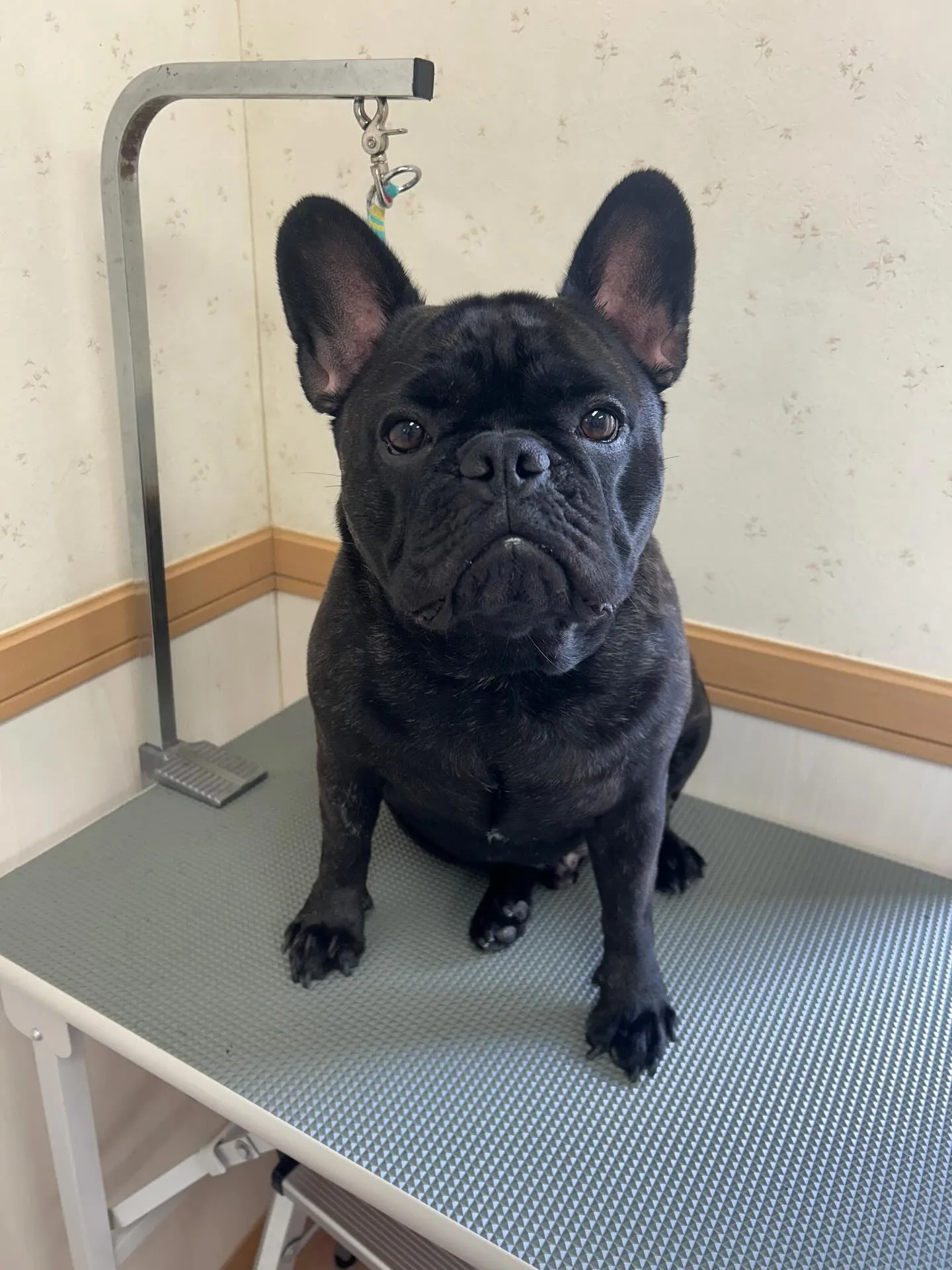 犬のシャンプー🫧