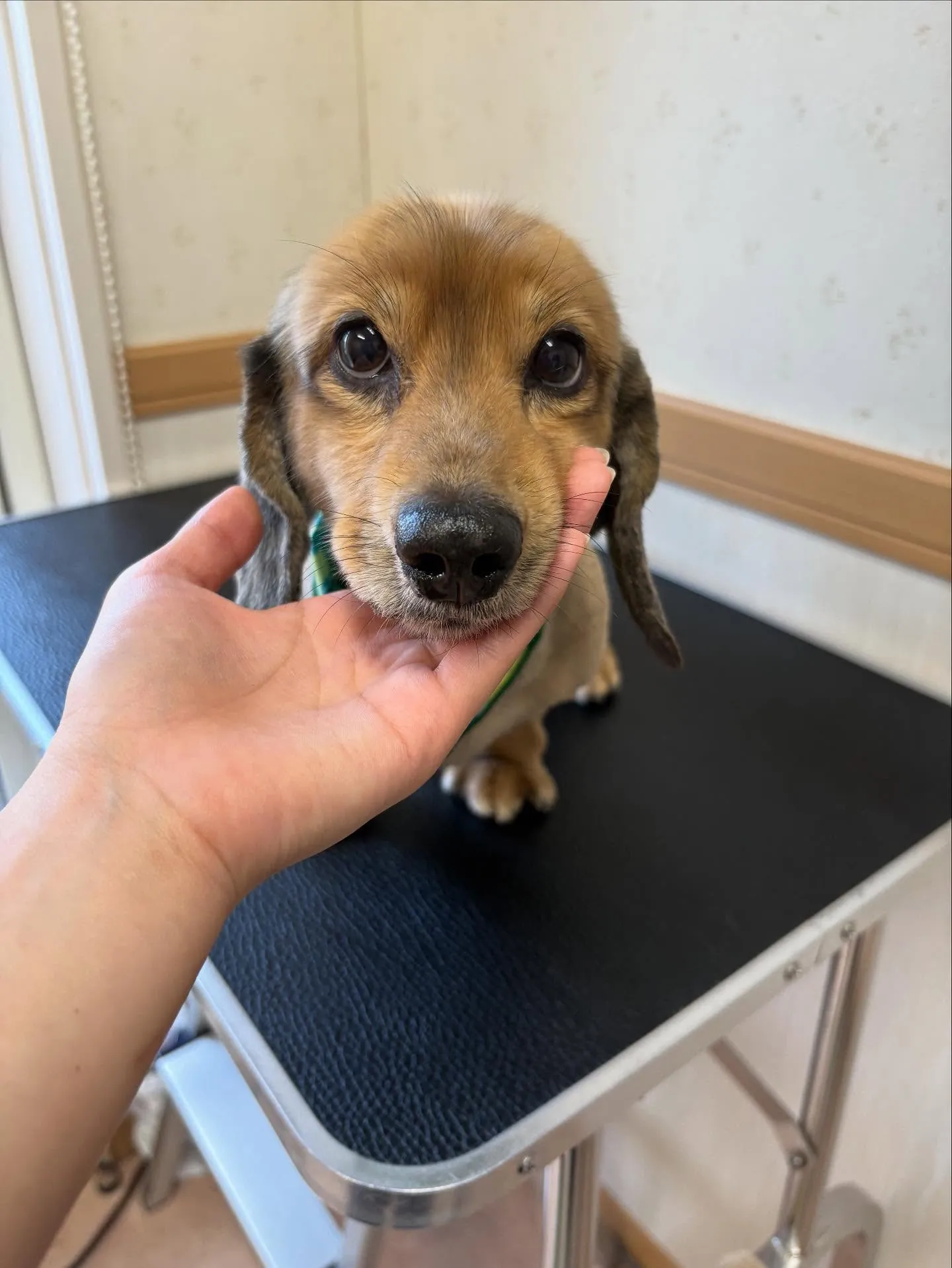 犬のトリミング✂️