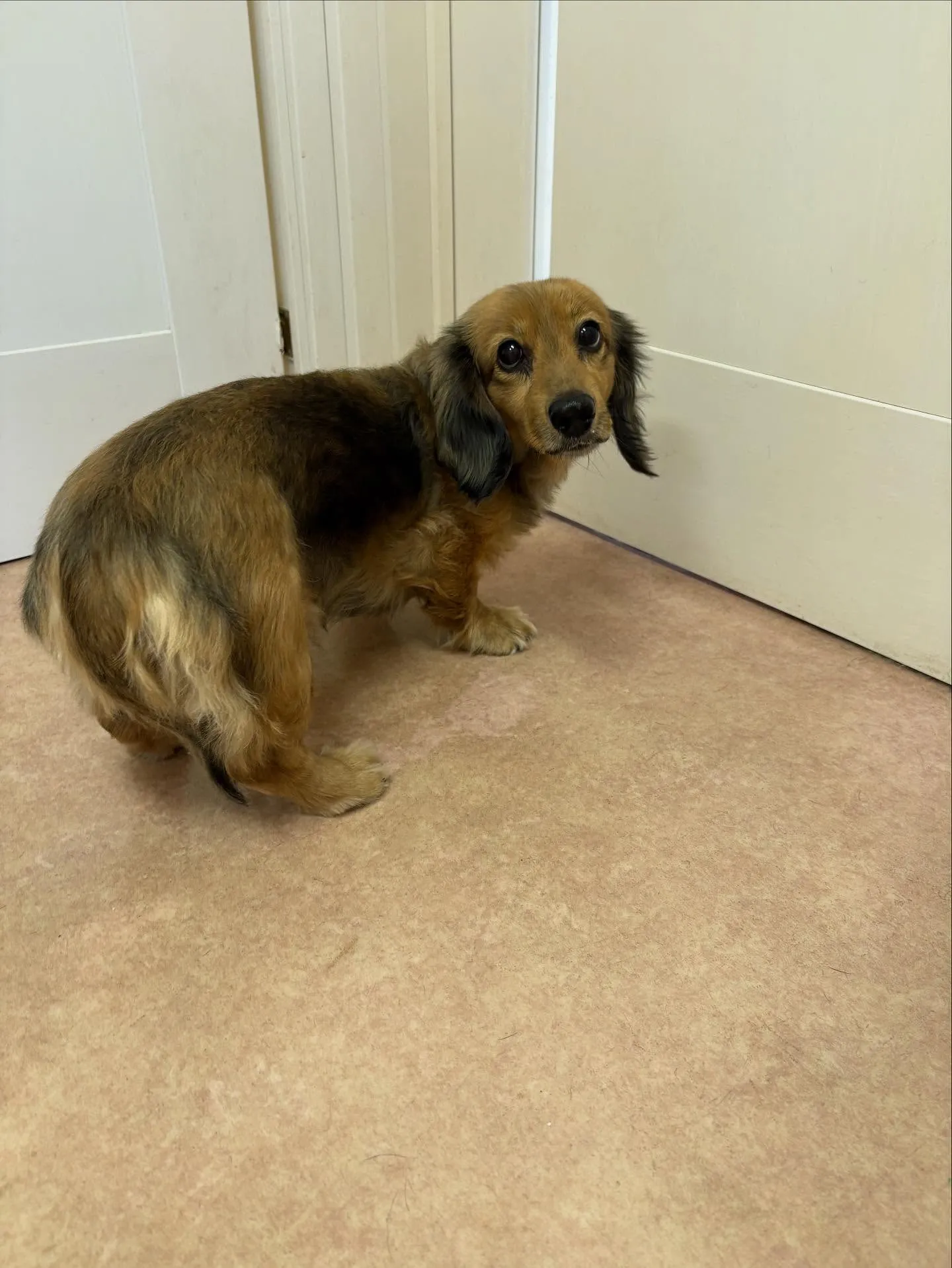 犬のトリミング✂️