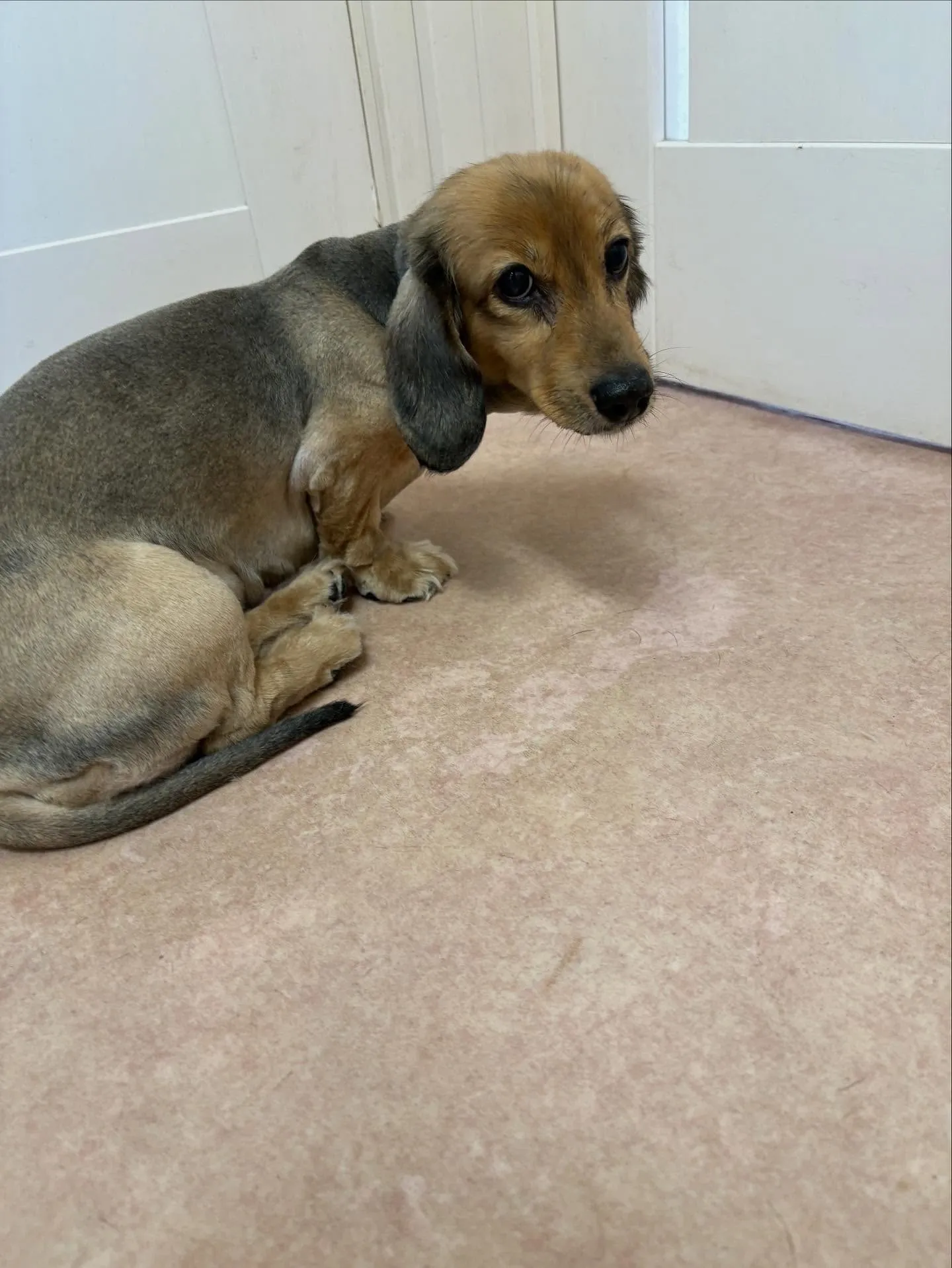 犬のトリミング✂️
