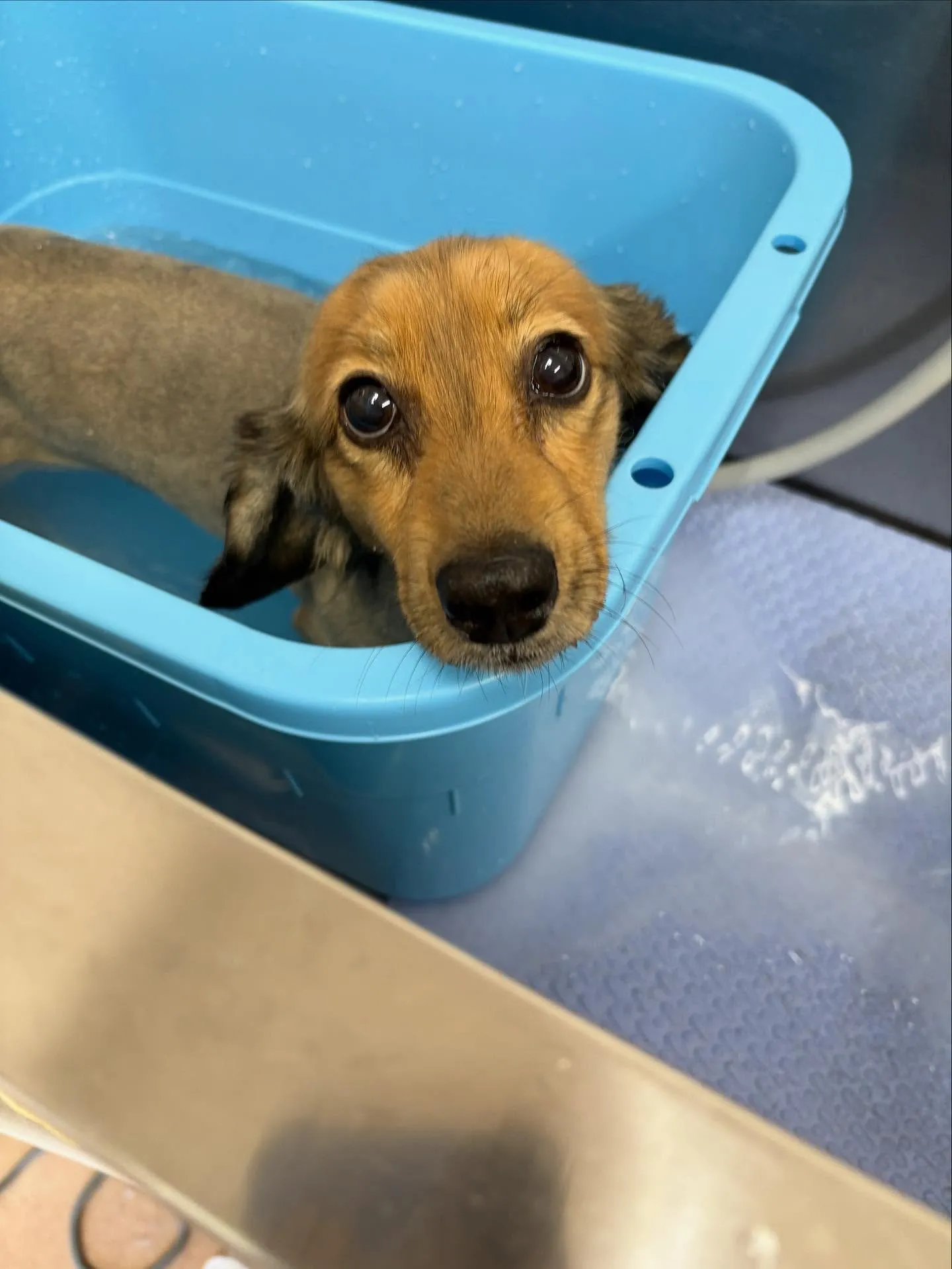 犬のトリミング✂️