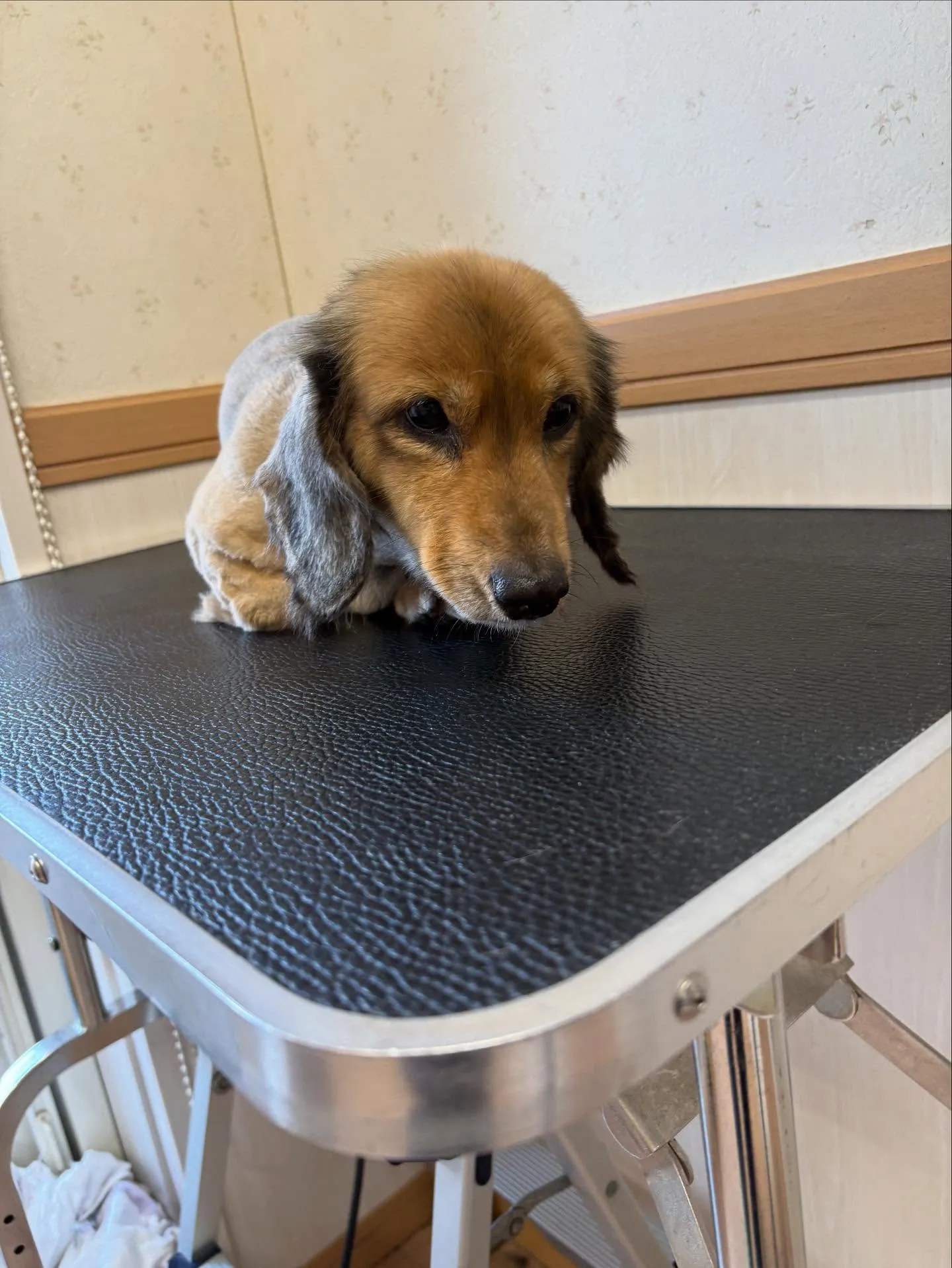 犬のトリミング✂️