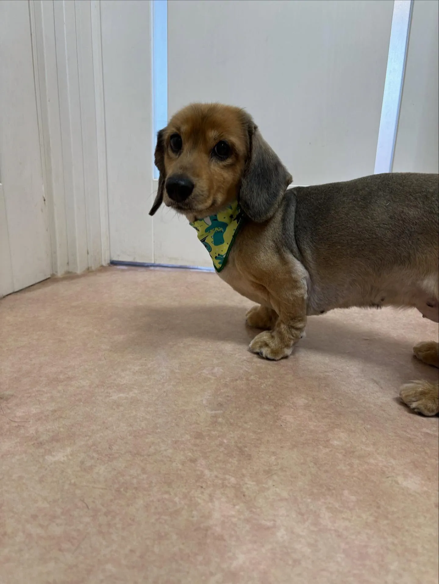 犬のトリミング✂️