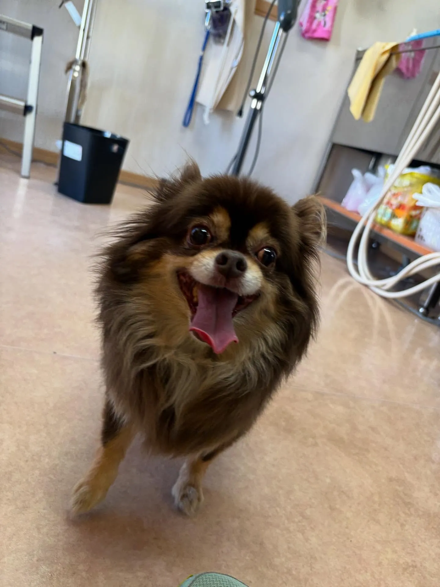 犬のトリミング✂️